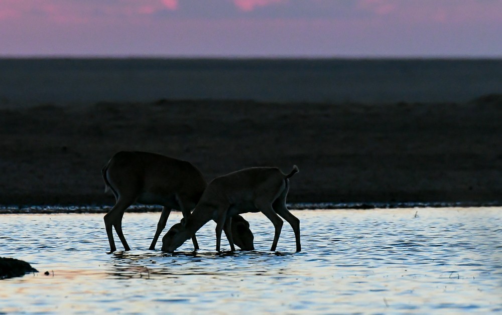 Save the aliens - Artur Murzakhanov, Saiga, Poachers, State Inspector, Longpost