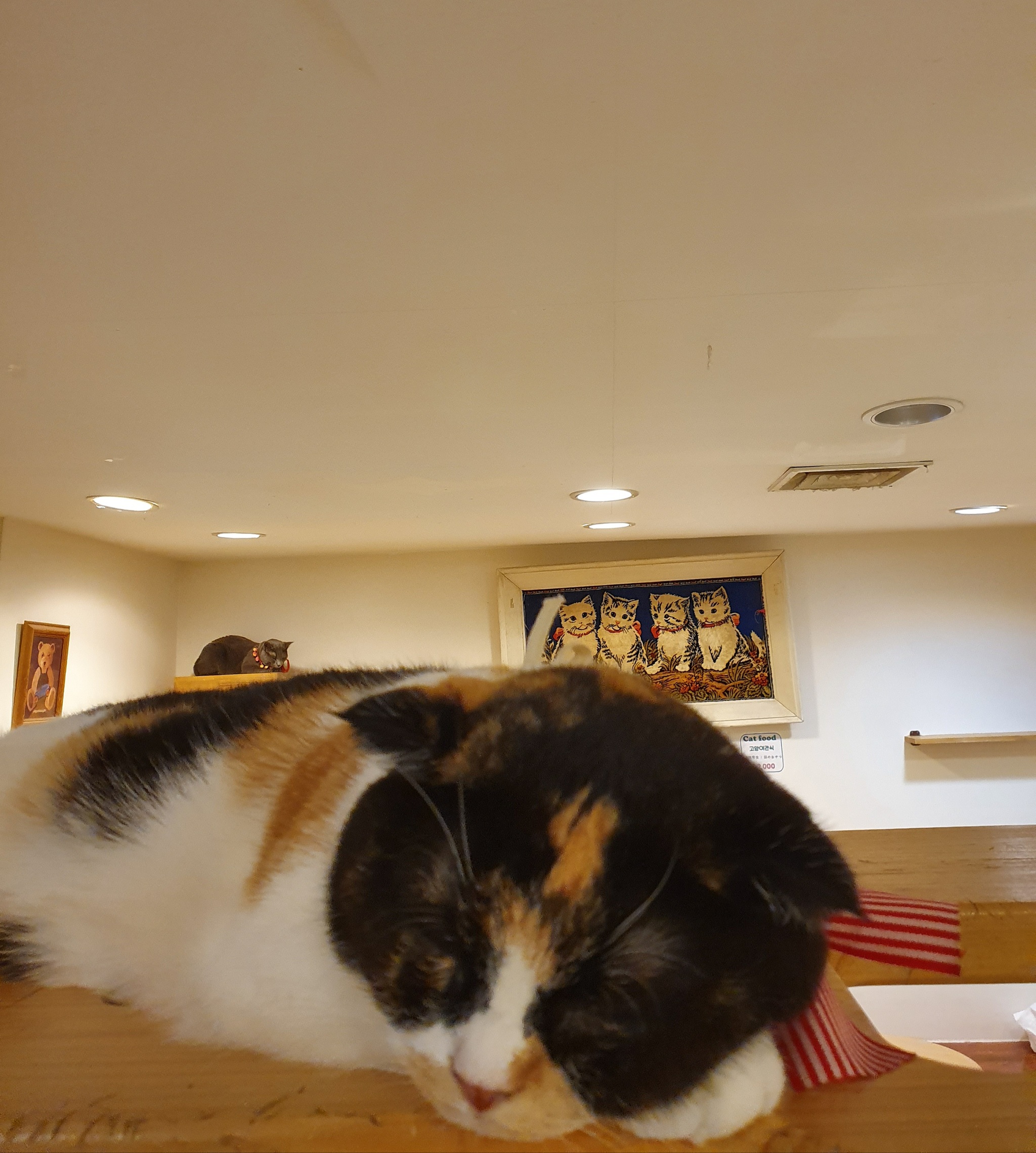 Monday is a hard day-2 - My, cat, Tricolor cat, Cat cafe, Корея, South Korea, Tuesday, Seoul, Longpost