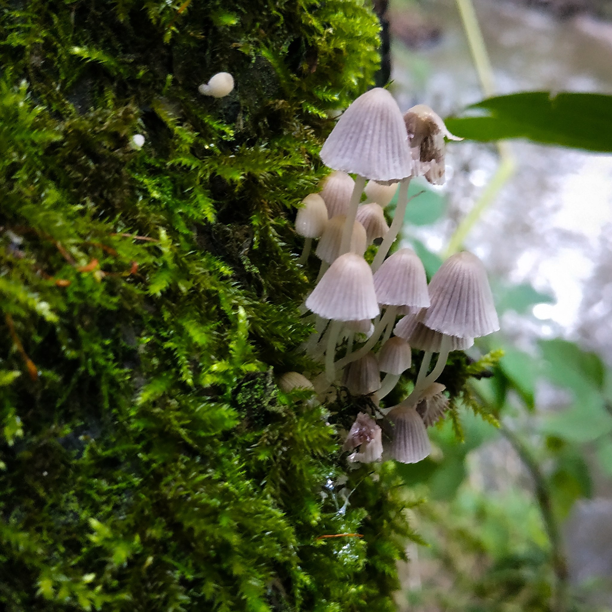 I want to go to a fairy tale - My, Moss, Beginning photographer, Mushrooms