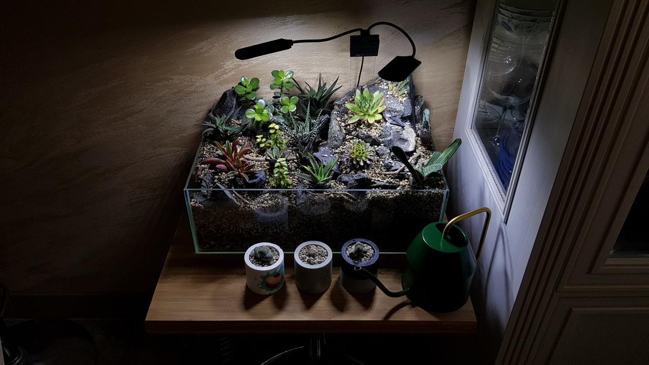 It was wet - it became dry - My, Succulents, Insularium, Crassula, Echeveria, Aloe, Longpost, Money Tree