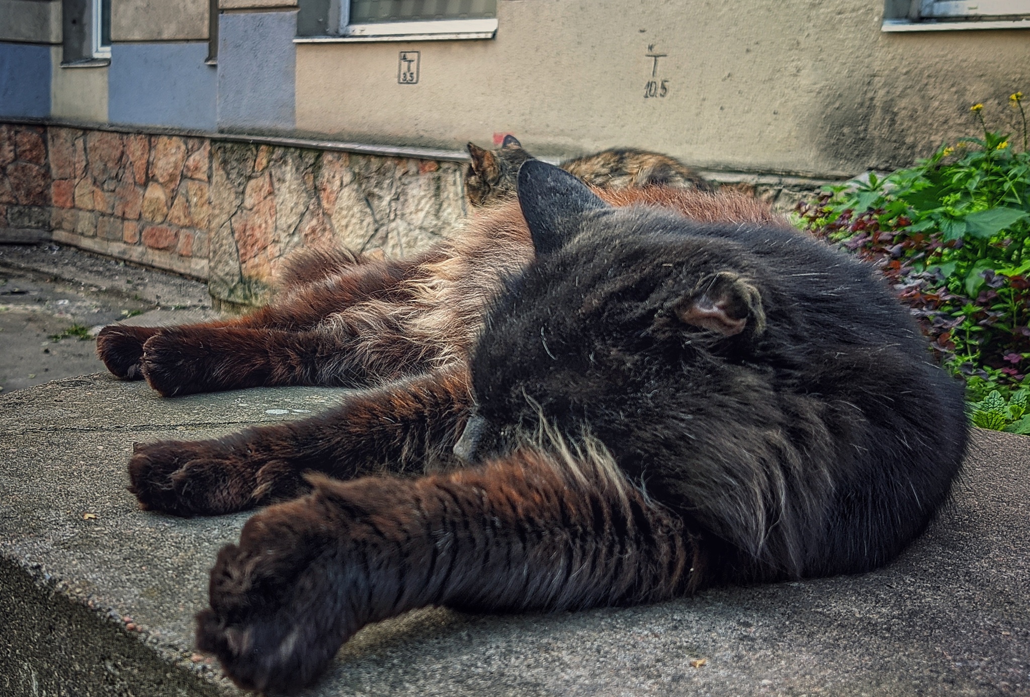 Cats have no problems and sleep soundly! - My, cat, Mobile photography, The photo, Dream, Carelessness