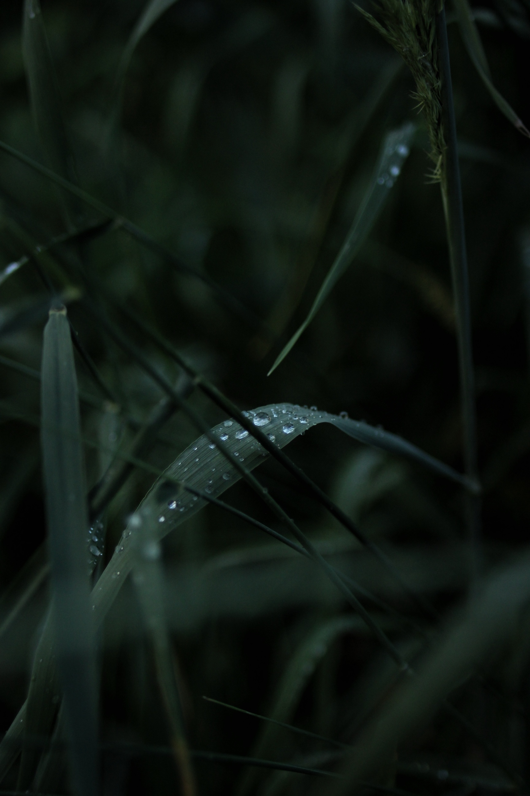 After the rain - My, Leaves, Drops, Rain, Nature, Greenery, The photo, Longpost