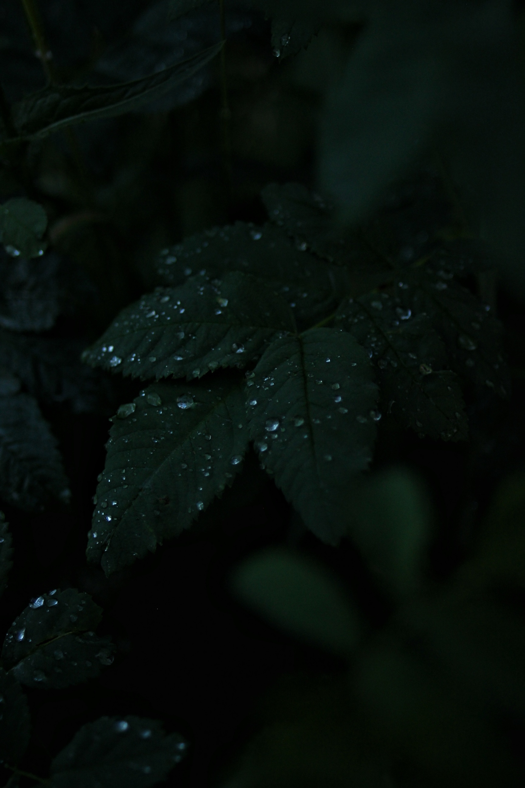 After the rain - My, Leaves, Drops, Rain, Nature, Greenery, The photo, Longpost