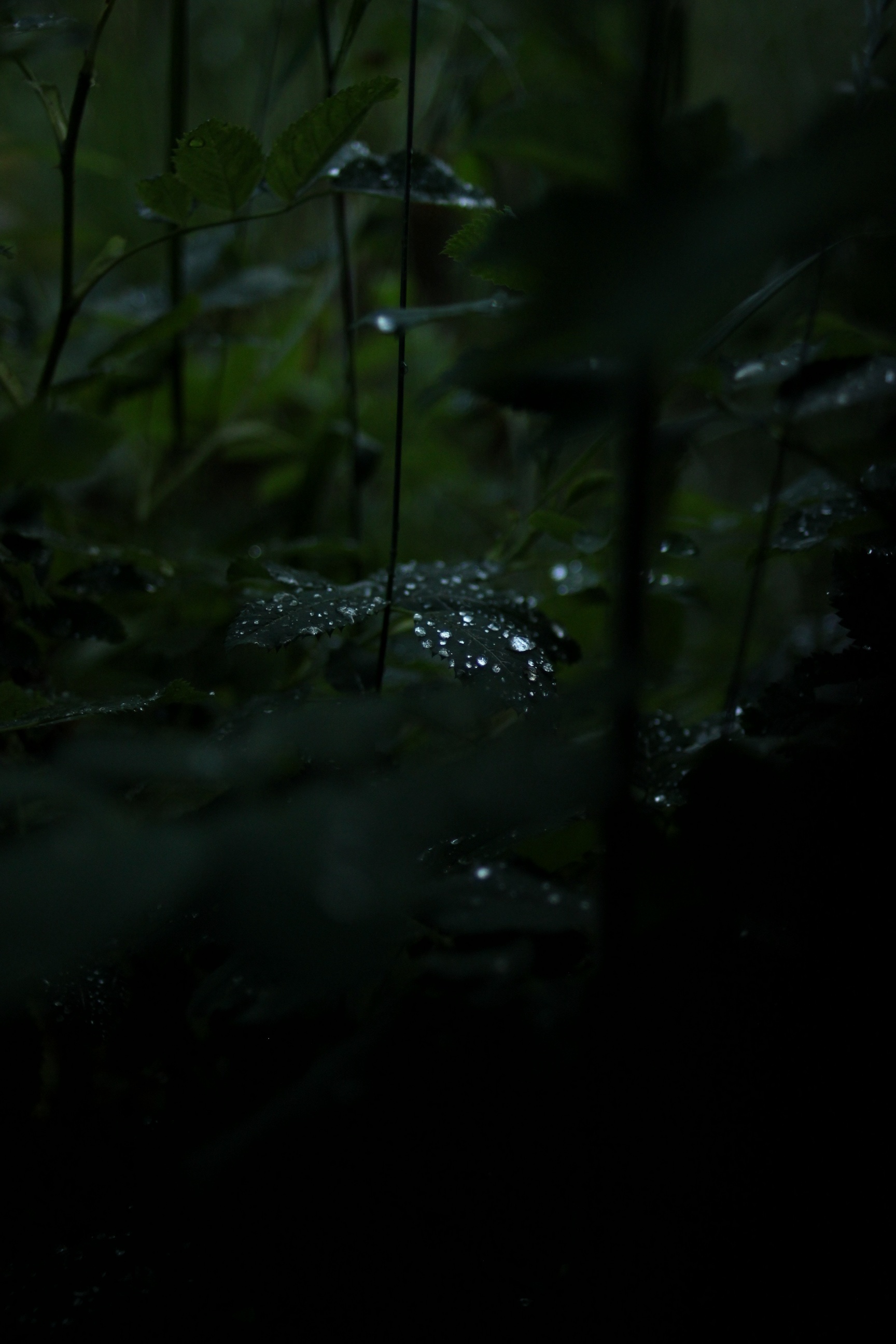 After the rain - My, Leaves, Drops, Rain, Nature, Greenery, The photo, Longpost