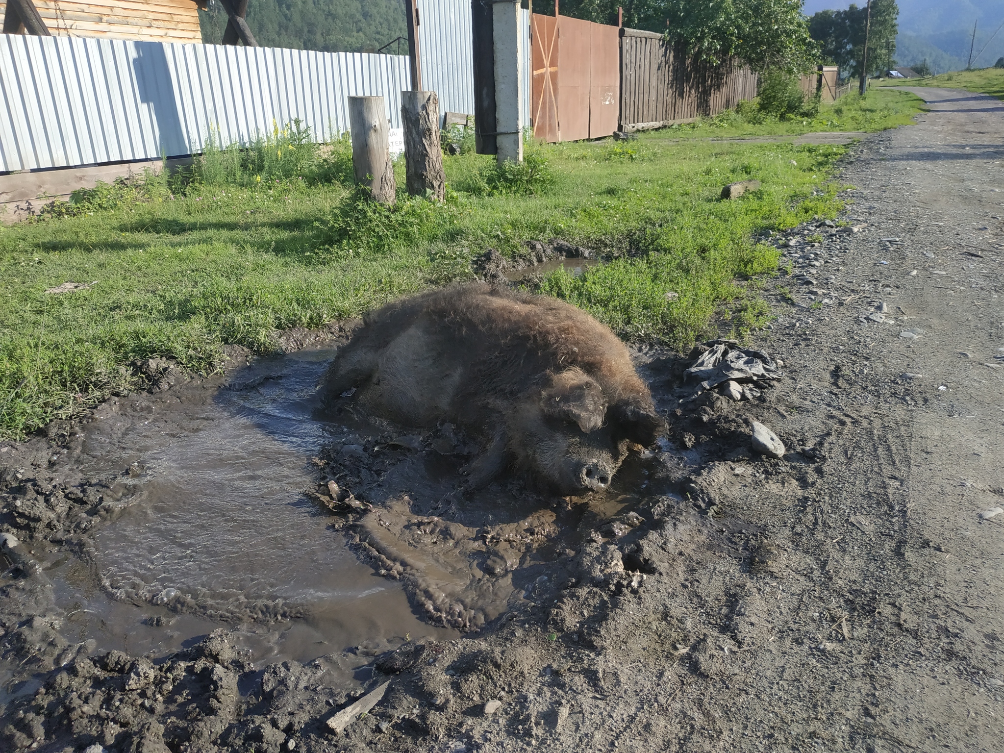 Exhaust tuning using ancient Altai techniques - My, Auto, Offroad, Altai Republic, Pig, Longpost