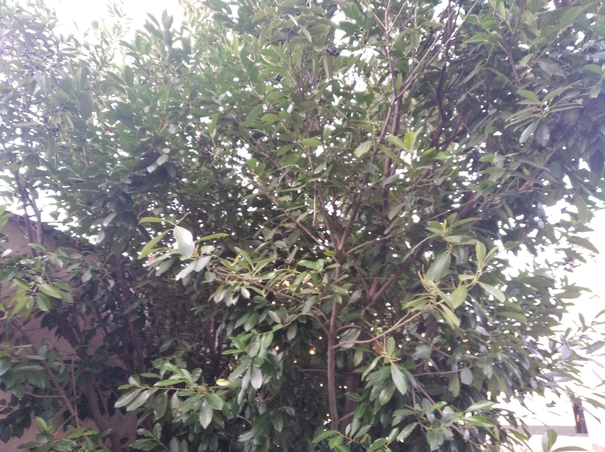 evergreen tree - My, Tree, Plants, Video, Longpost