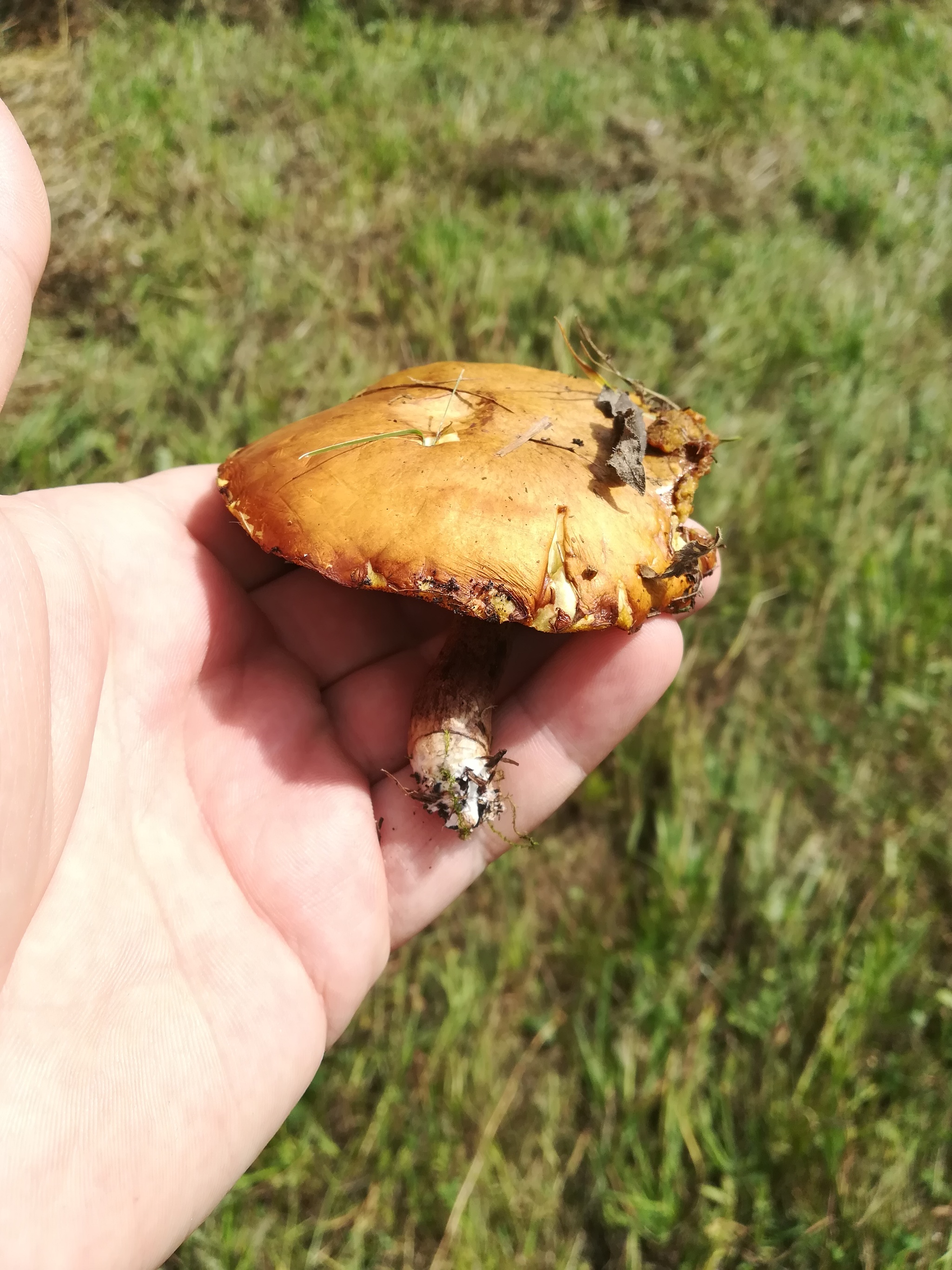 Last mowing - My, Summer, Mowing, Mushrooms, Nature, Longpost