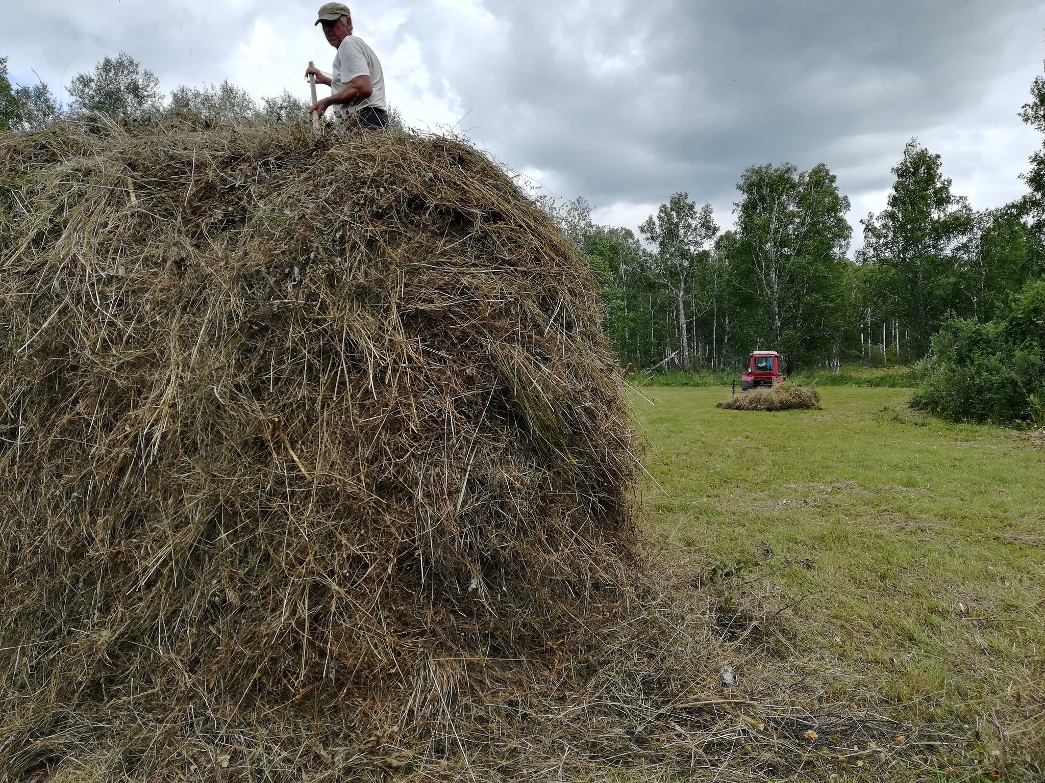 Last mowing - My, Summer, Mowing, Mushrooms, Nature, Longpost