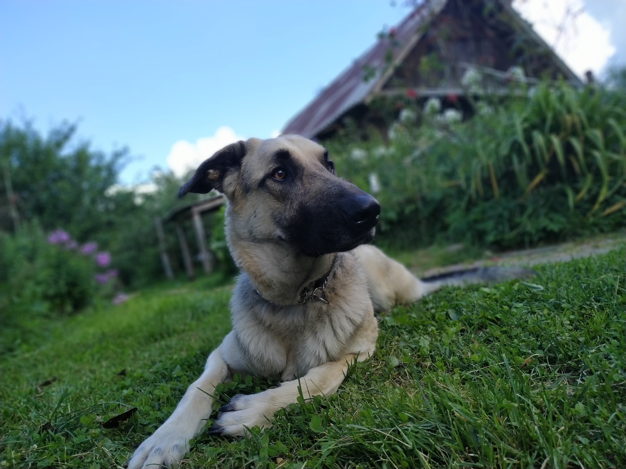 Nice in the countryside in summer - My, Dog, Village, Vacation, Sheepdog