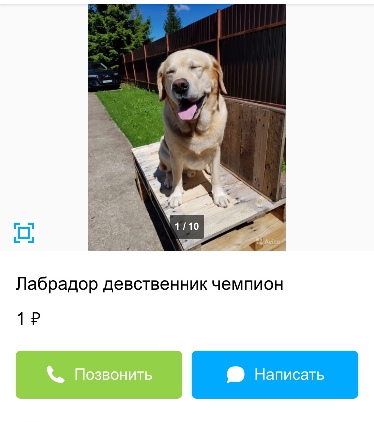 Avito - Tinder for dogs - My, Avito, Announcement on avito, Dog, Longpost