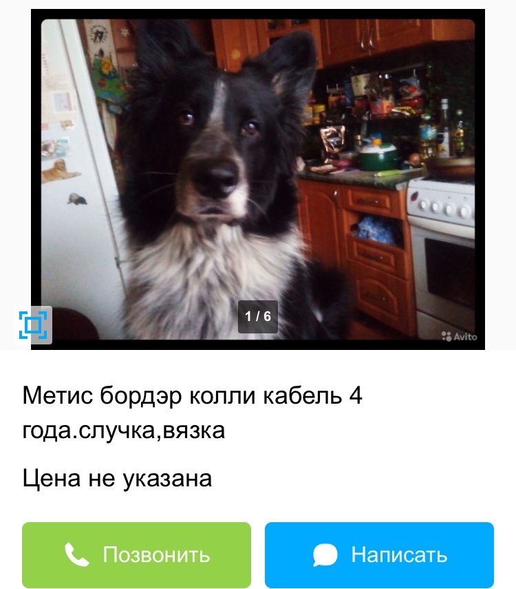 Avito - Tinder for dogs - My, Avito, Announcement on avito, Dog, Longpost