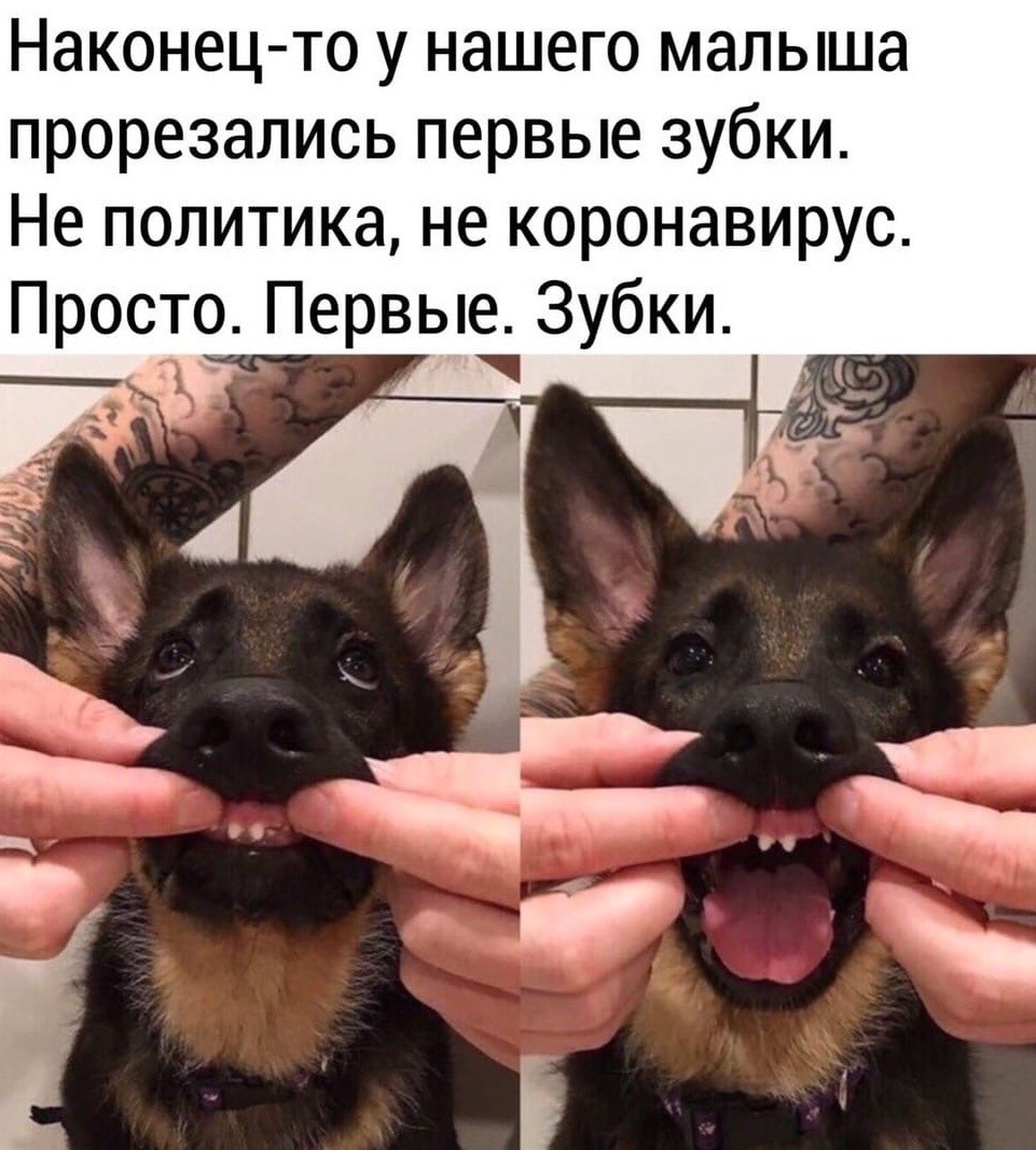 Зубки | Пикабу