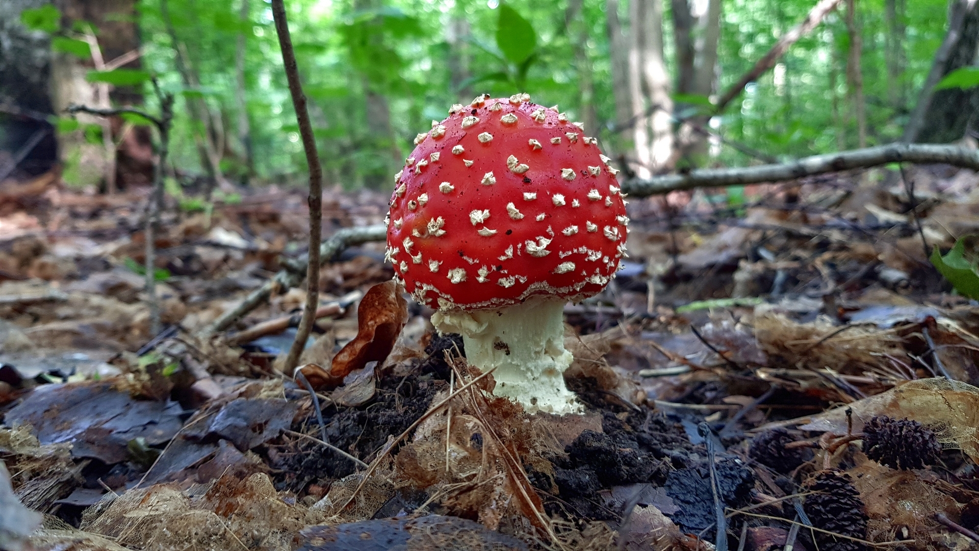 Handsome - My, Fly agaric, The photo, Mushrooms