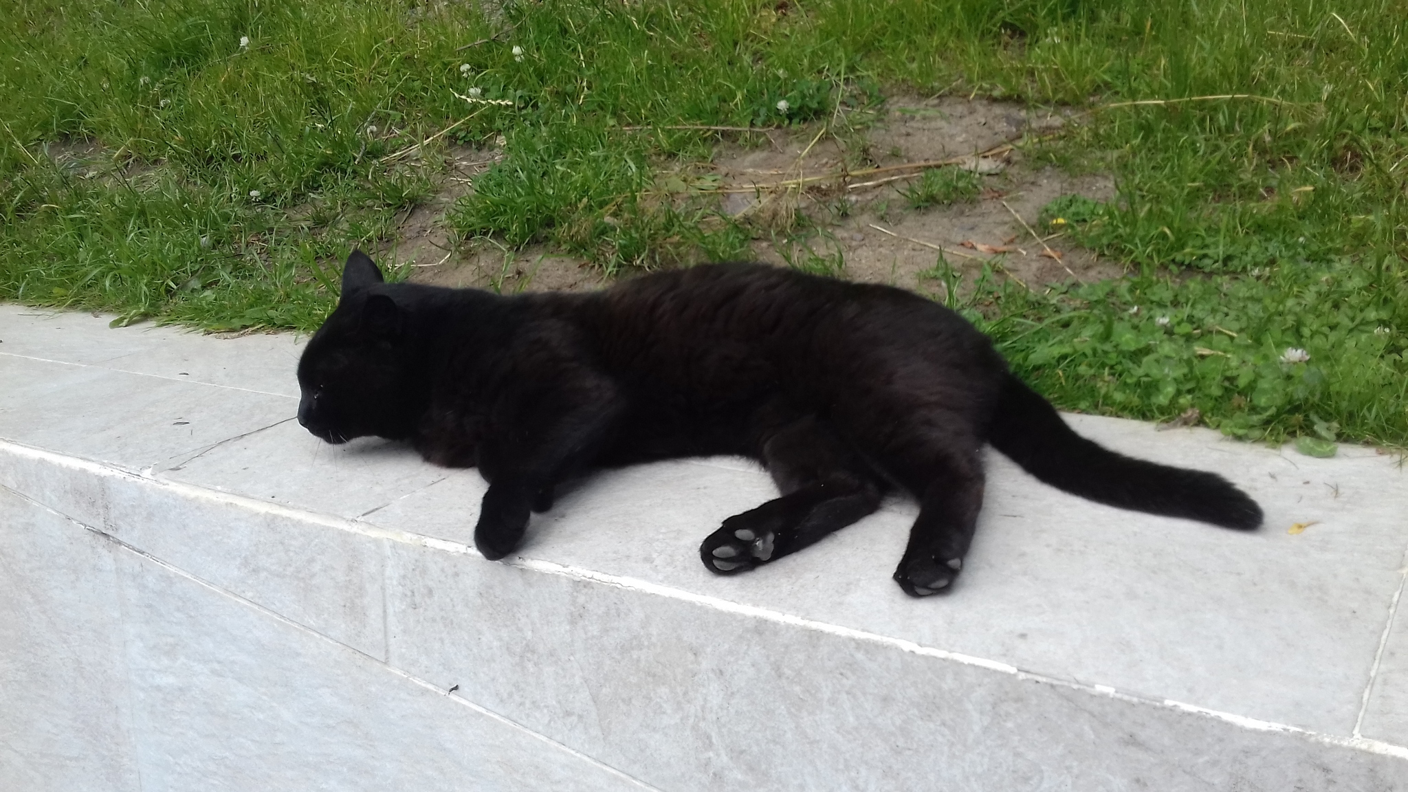 I was walking along Nikolskaya Hill and met a cat) - My, cat, Black cat