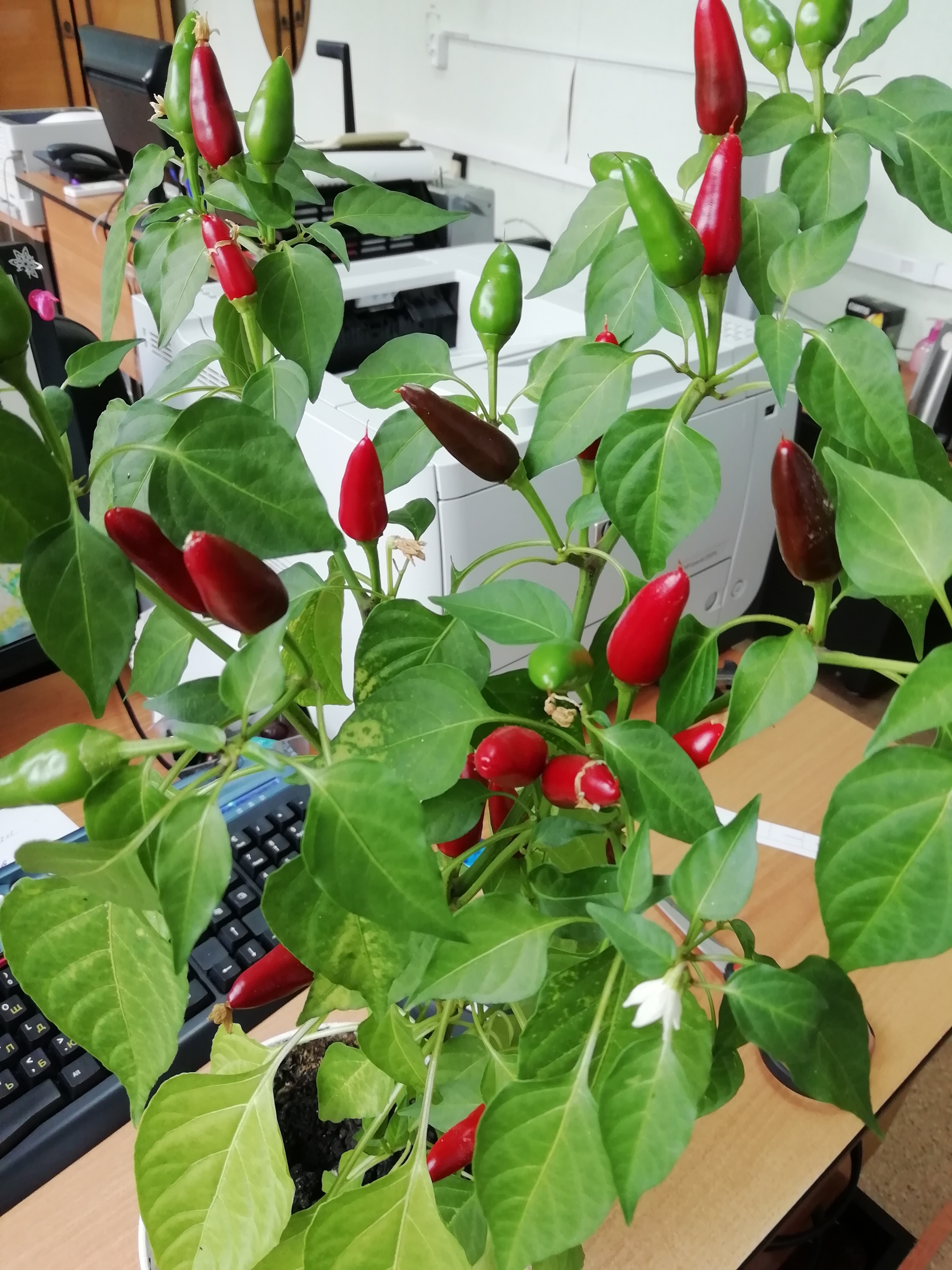 Hot peppers - My, Pepper, Hot peppers, Friday, Longpost