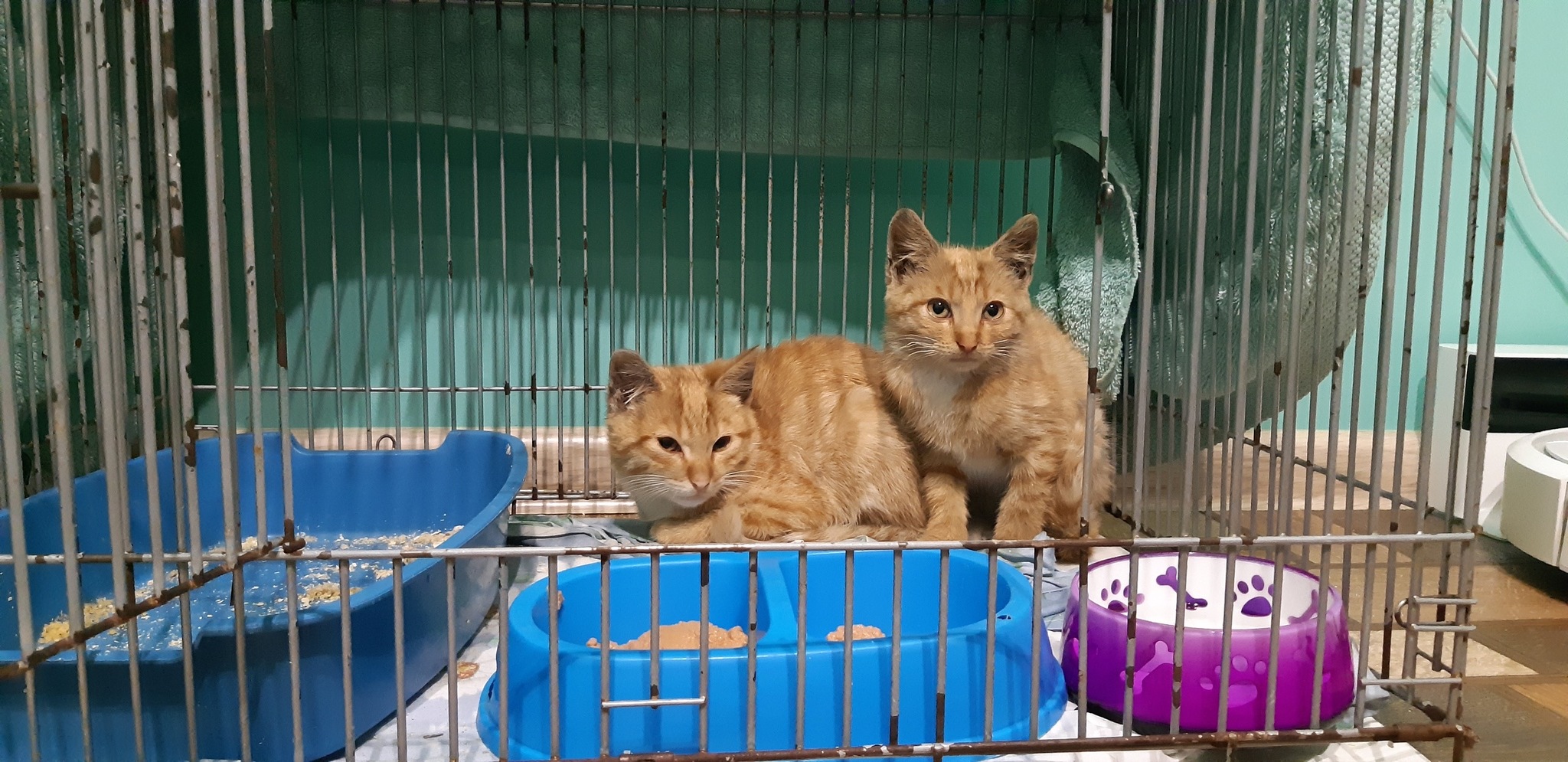 Kittens that lived in a flowerbed near a dangerous intersection are looking for a home - My, Kittens, cat, Saint Petersburg, Leningrad region, Pets, Redheads, Longpost