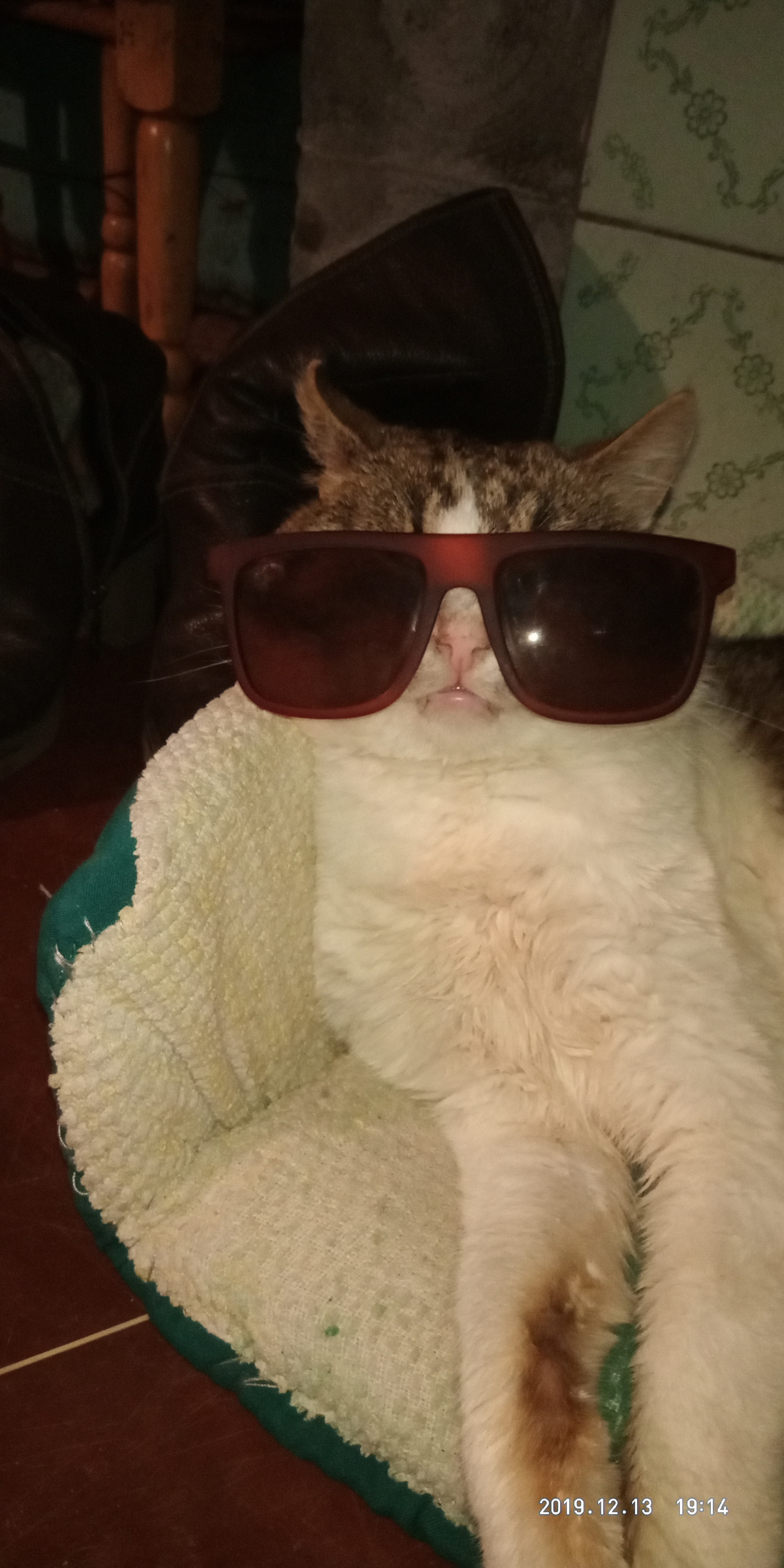 Are we relaxing? - My, cat, Glasses, Relaxation