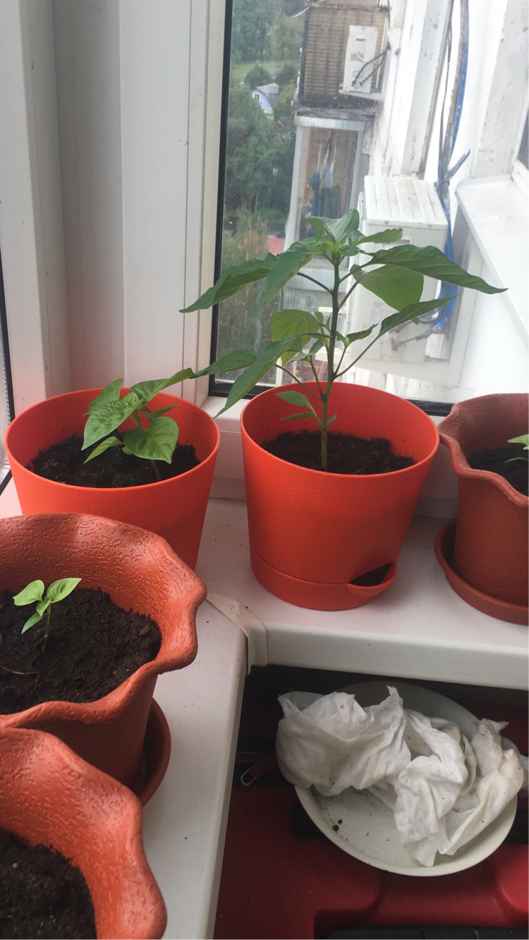 My first experience of growing peppers!) Red and chocolate habanero!) - My, Hot peppers, First experience