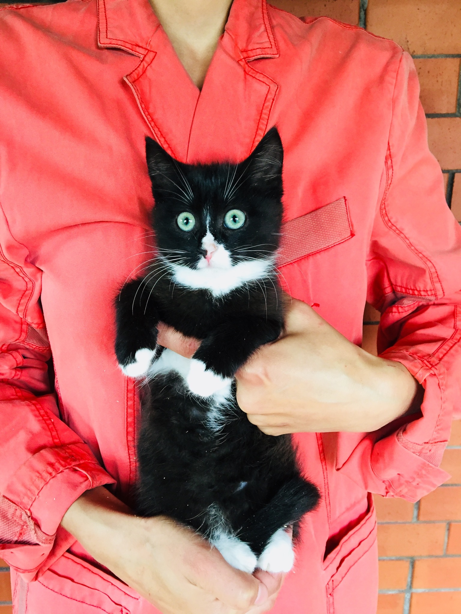 A black and white teenage cat is looking for her home. St. Petersburg, Moscow and Leningrad region - My, cat, Kittens, In good hands, Animal Rescue, No rating, Saint Petersburg, Leningrad region, Longpost, Moscow