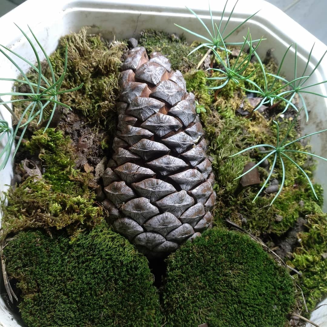 Pine cone - My, Tree, Blue Spruce, Turkey, Longpost