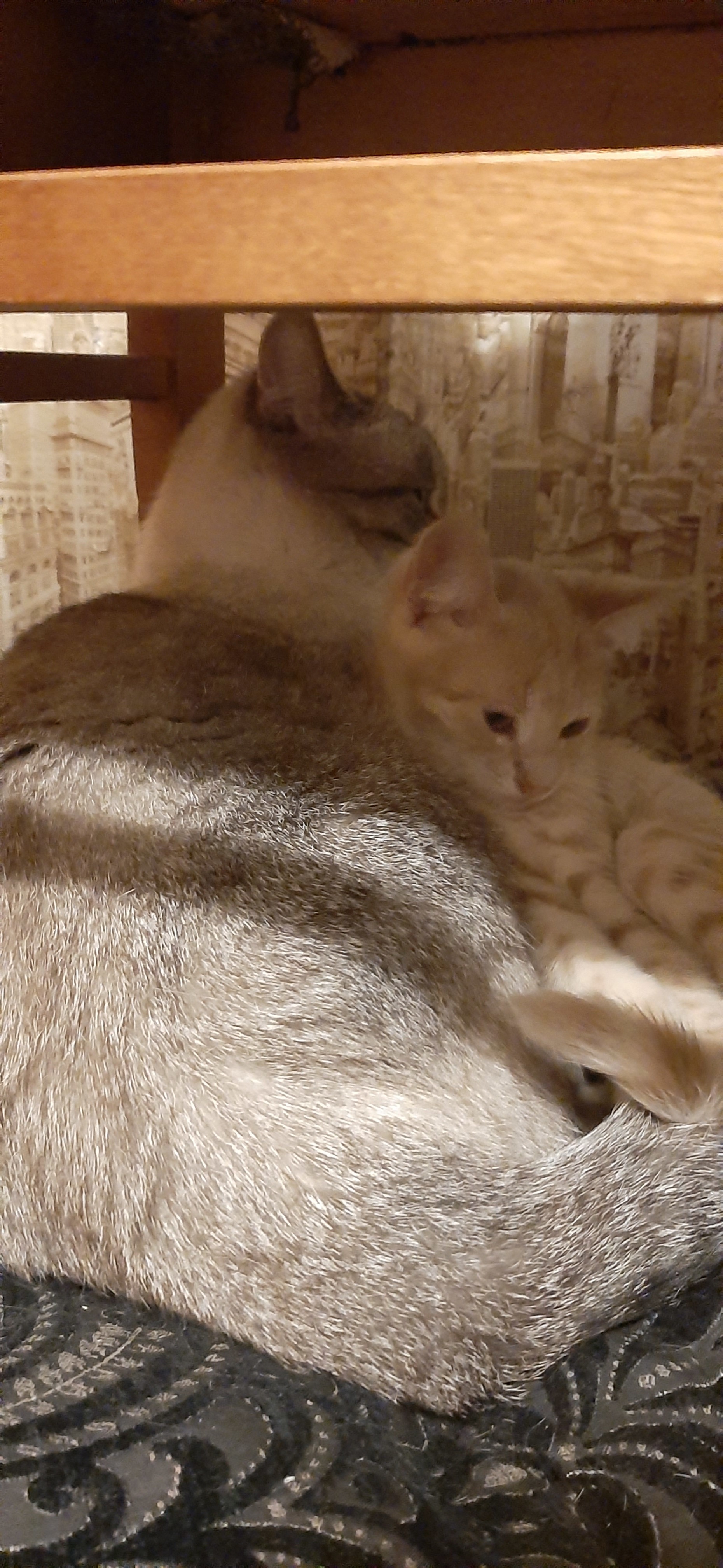 Они размножаются почкованием | Пикабу