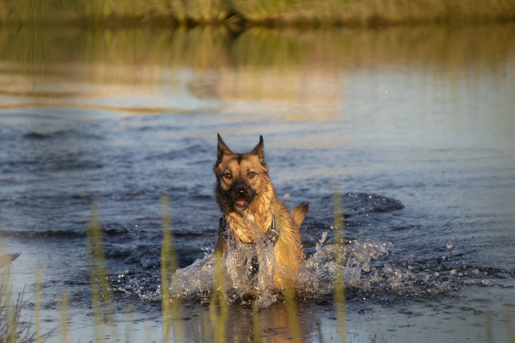 Summer in the city - My, Corgi, Dog, Polar day, Nature, Canon, The photo