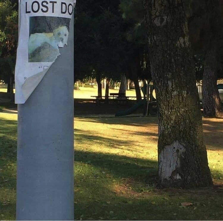 Lost and found? - Dog, Announcement, Humor, Tree