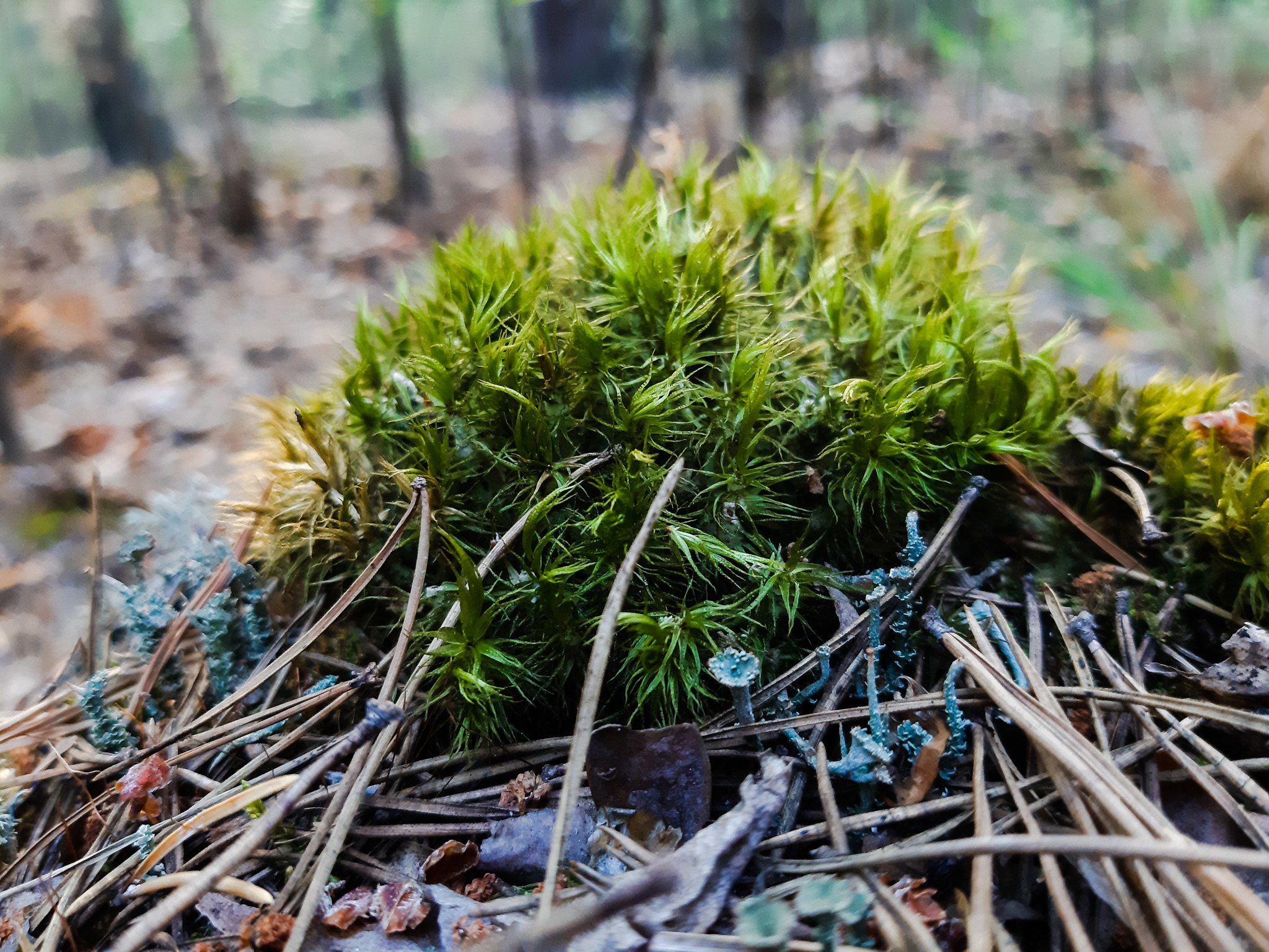 First foray into a forest within the city - My, Mound, Mobile photography, Walk, Nature, beauty of nature, Dragonfly, Beautiful, Longpost