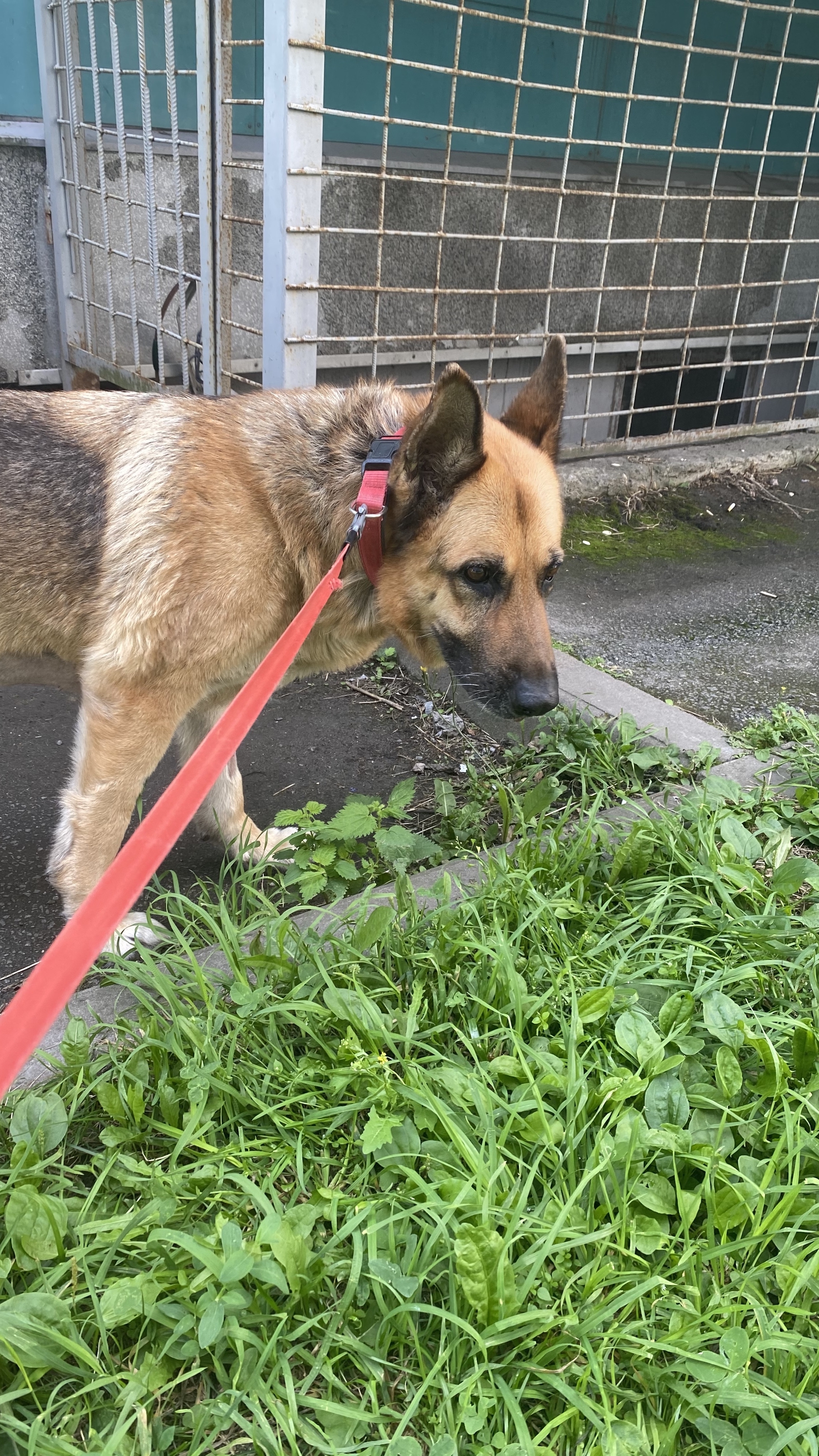 Proposition of the post “Pikabu, please help! Saint Petersburg! We need a donor for a DOG!” - My, Dog, Help, Kindness, Saint Petersburg, The rescue, Thank you, No rating