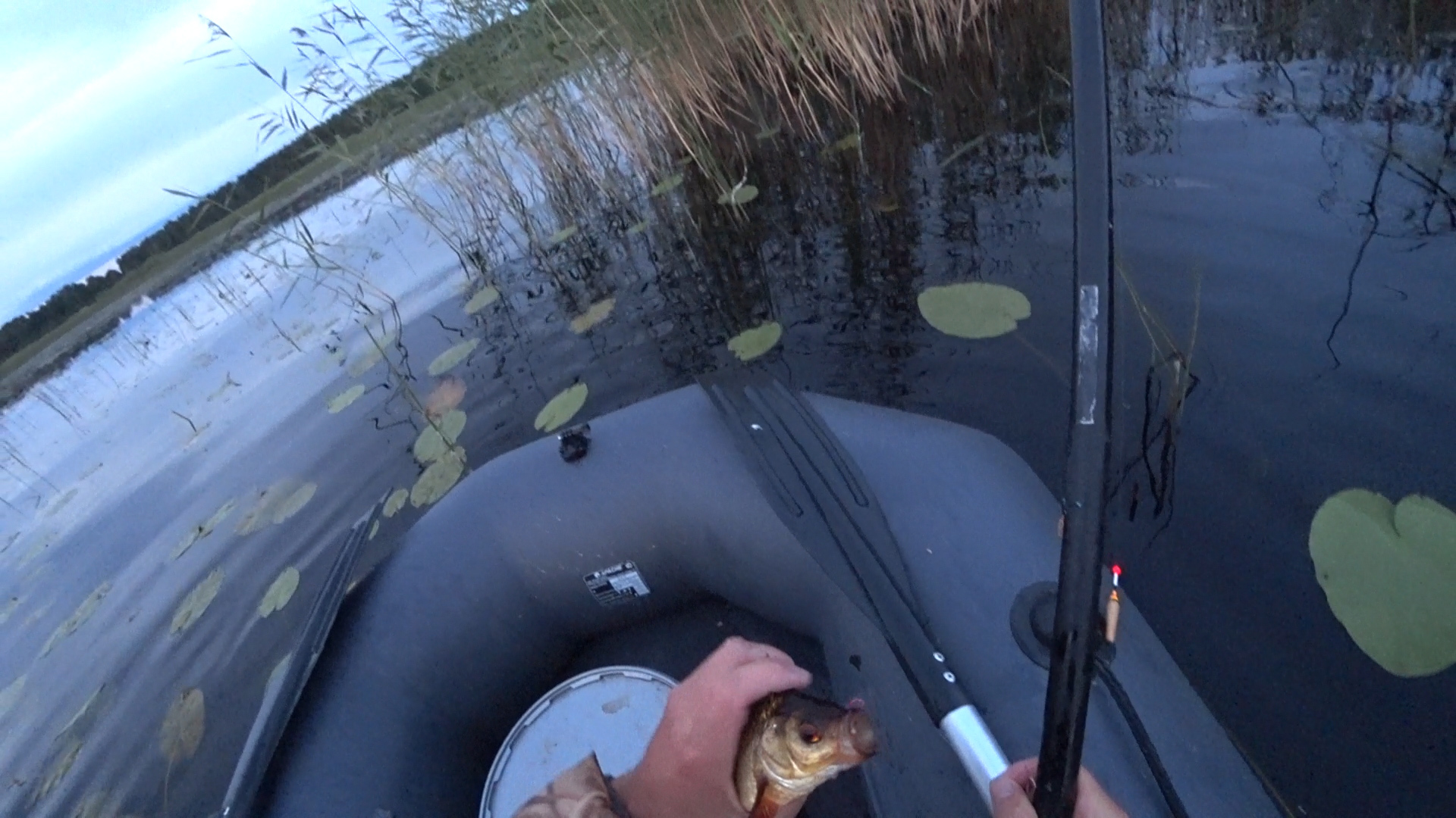 Catching rudd with a chatterbox - My, Redfish, Fishing, Float, A boat, Fishing rod, Video, Longpost