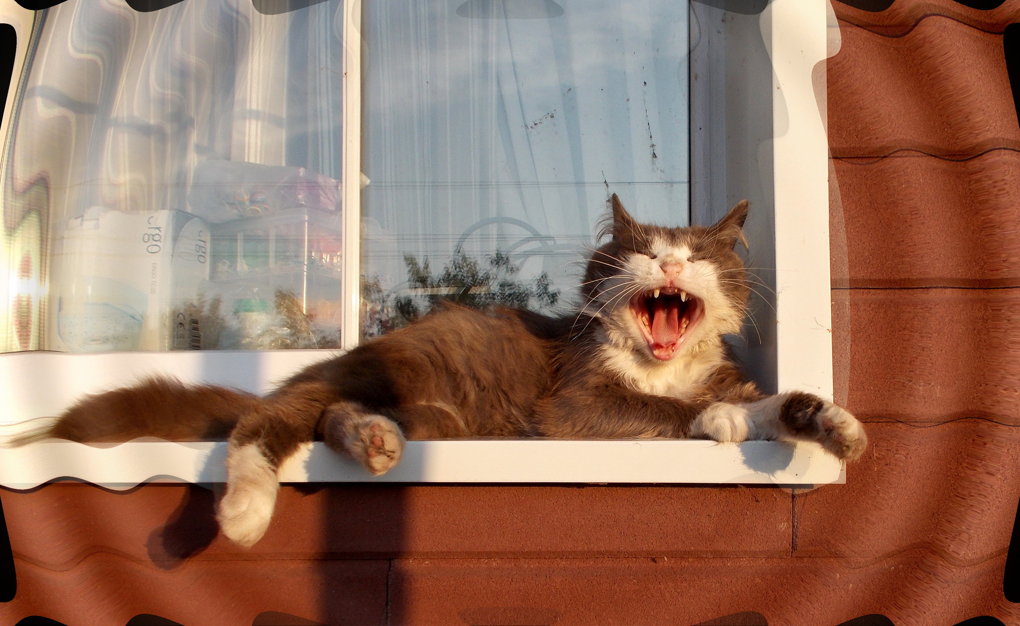 Cat and cat - My, cat, Tenants, Settlers, Late resettlers, Video, Longpost