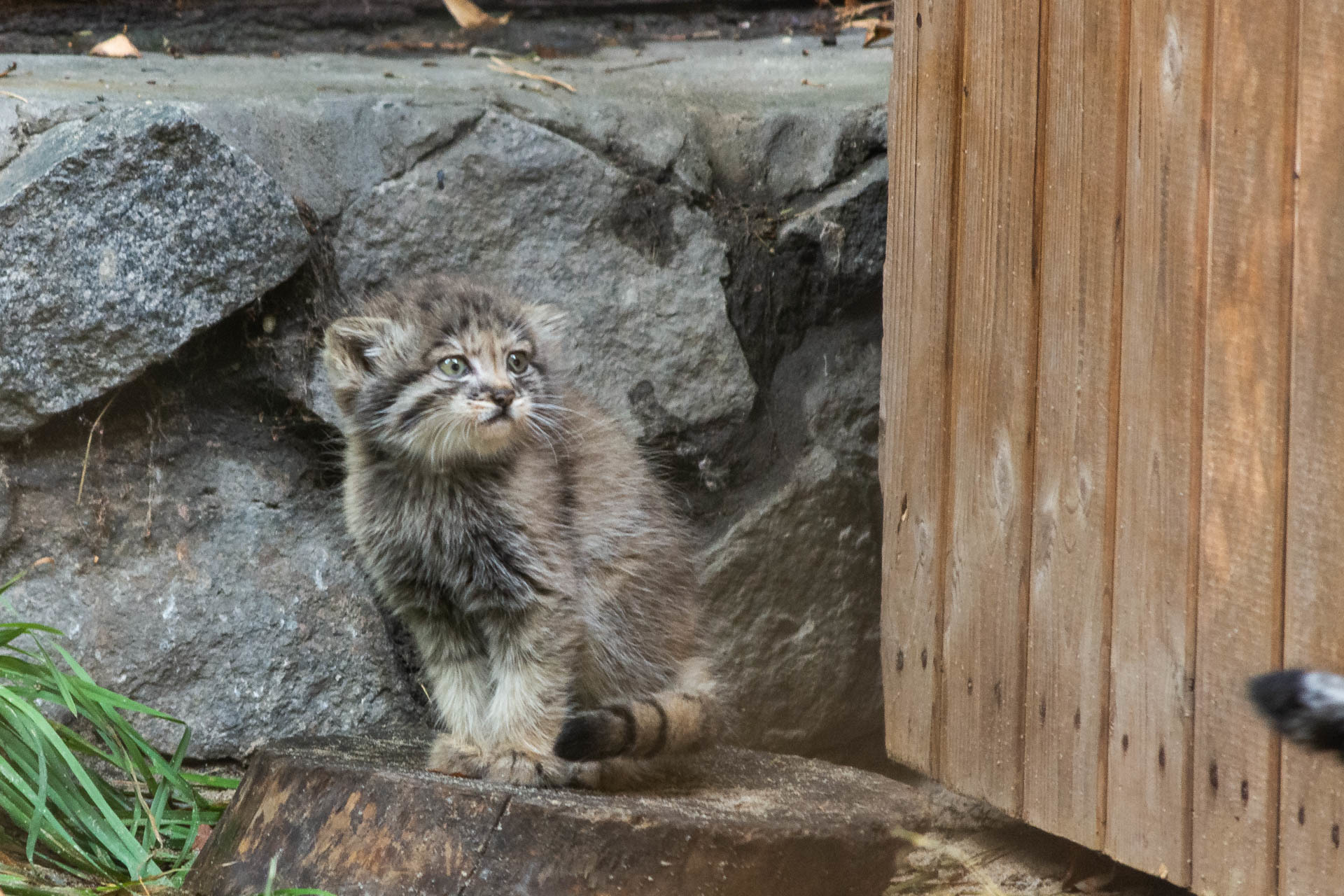 Погладь котят - Моё, Манул, Зоопарк, Новосибирск, Погладь кота, Фотография, Длиннопост, Малые кошки, Семейство кошачьих, Хищные животные, Дикие животные, Детеныш