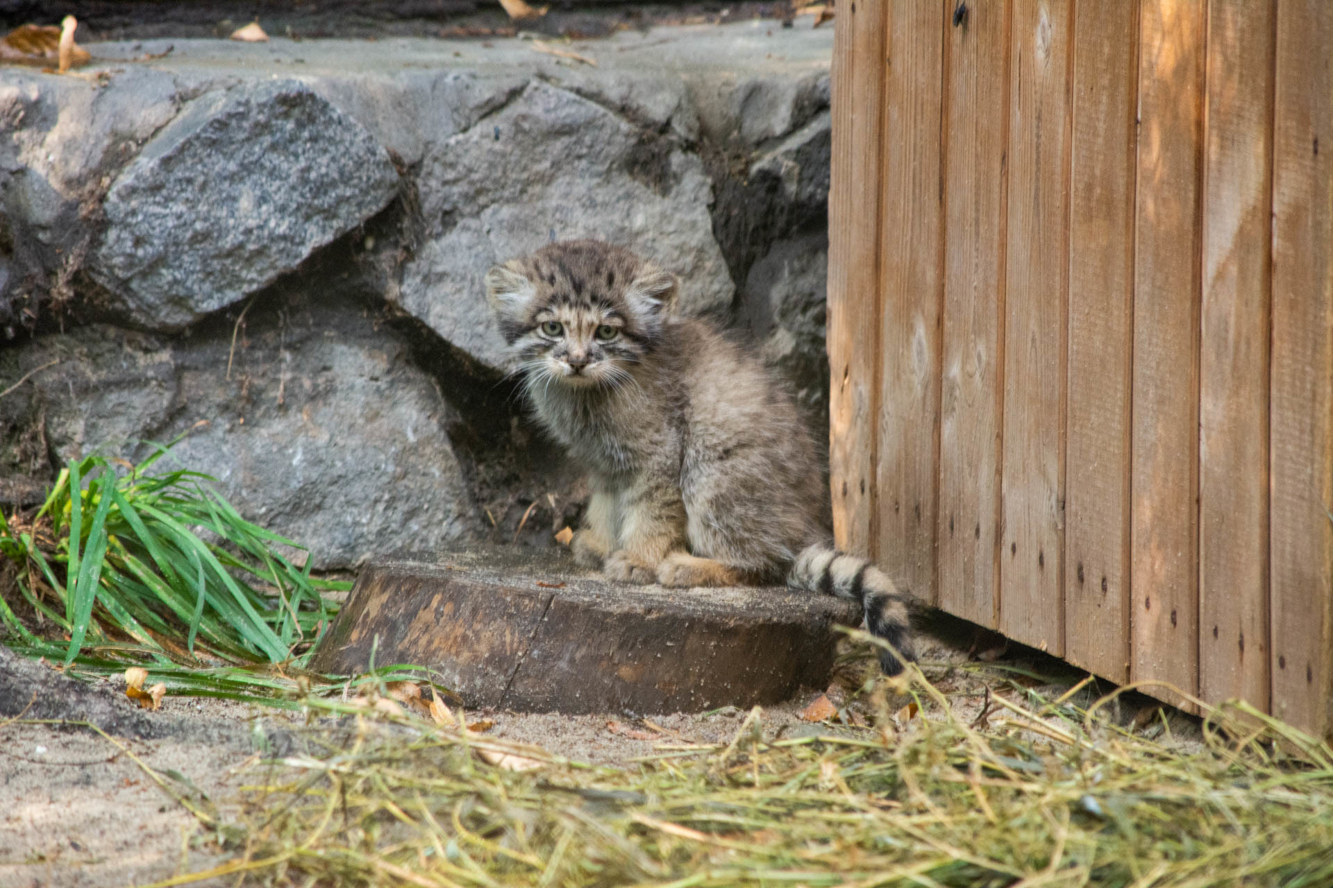 Погладь котят - Моё, Манул, Зоопарк, Новосибирск, Погладь кота, Фотография, Длиннопост, Малые кошки, Семейство кошачьих, Хищные животные, Дикие животные, Детеныш