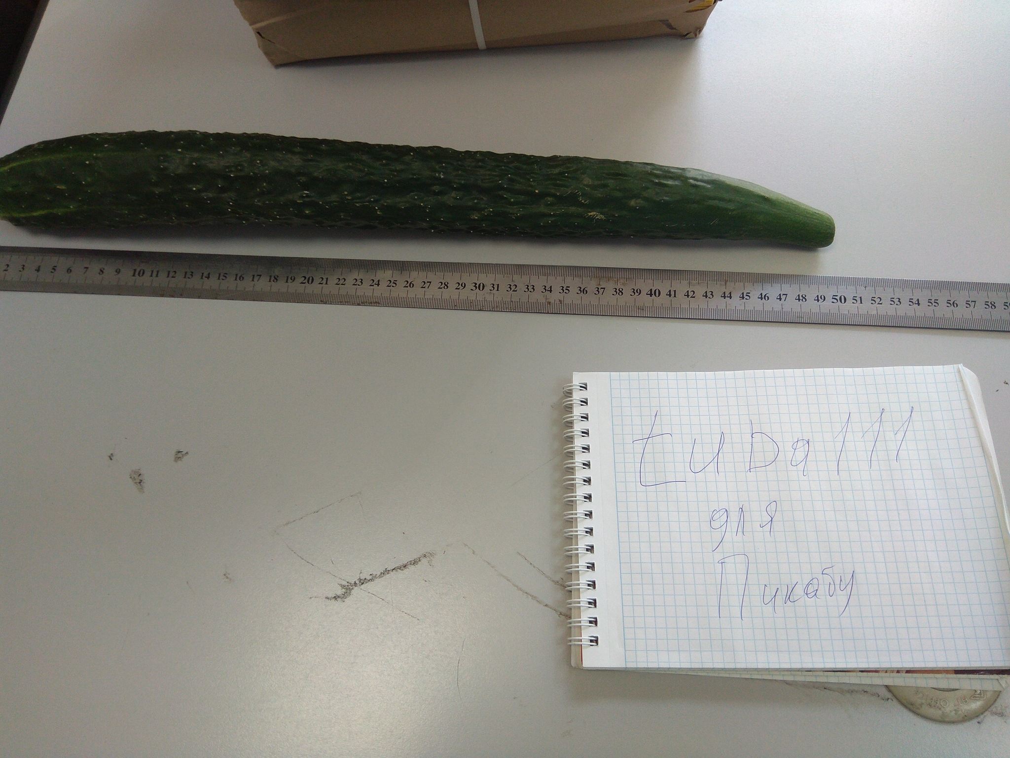 Standard pikabushnik cucumber - My, Cucumbers, 49 and 5, Harvest, Longpost