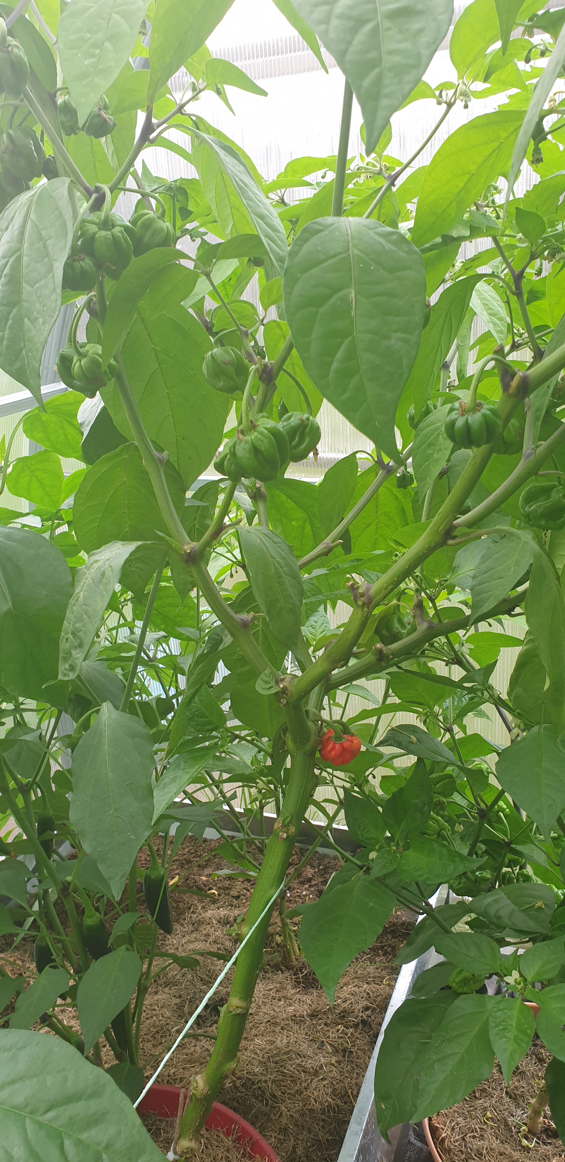 My first pepper season - My, Greenhouse, Chile, Capsaicin, Spicy sauce, Longpost