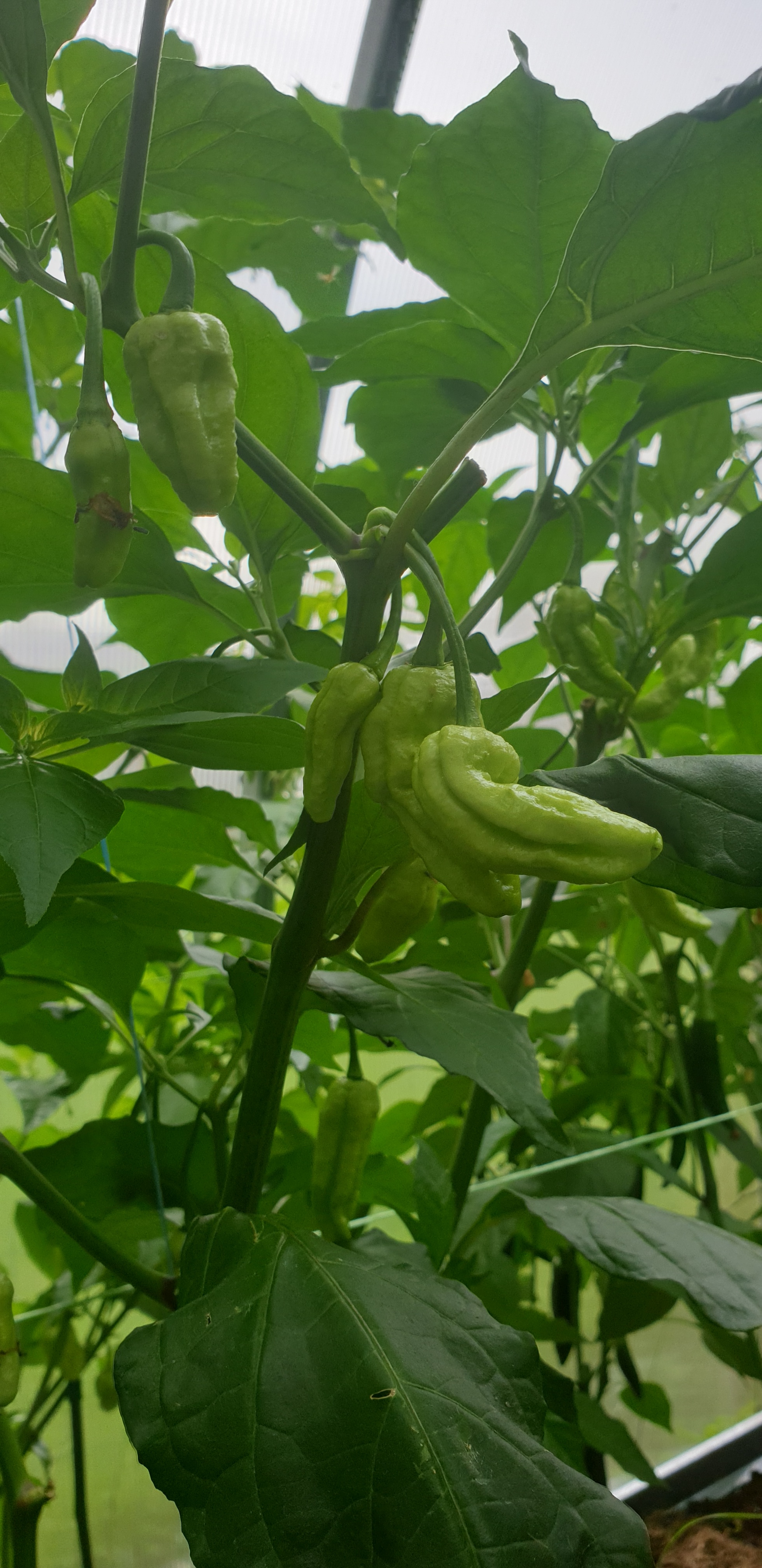 My first pepper season - My, Greenhouse, Chile, Capsaicin, Spicy sauce, Longpost