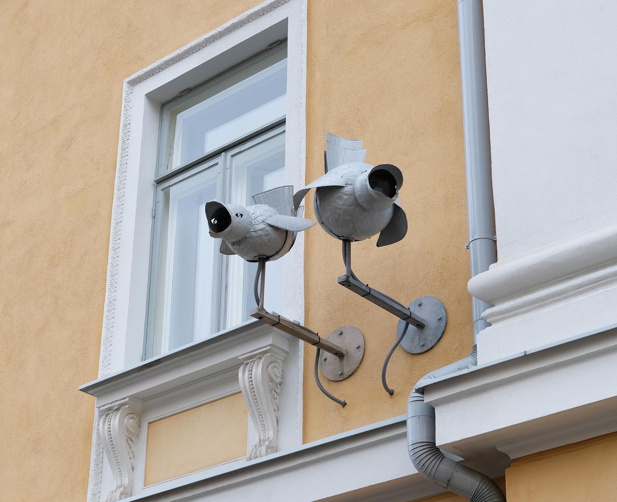 I sit high and look far away! - Video monitoring, Birds