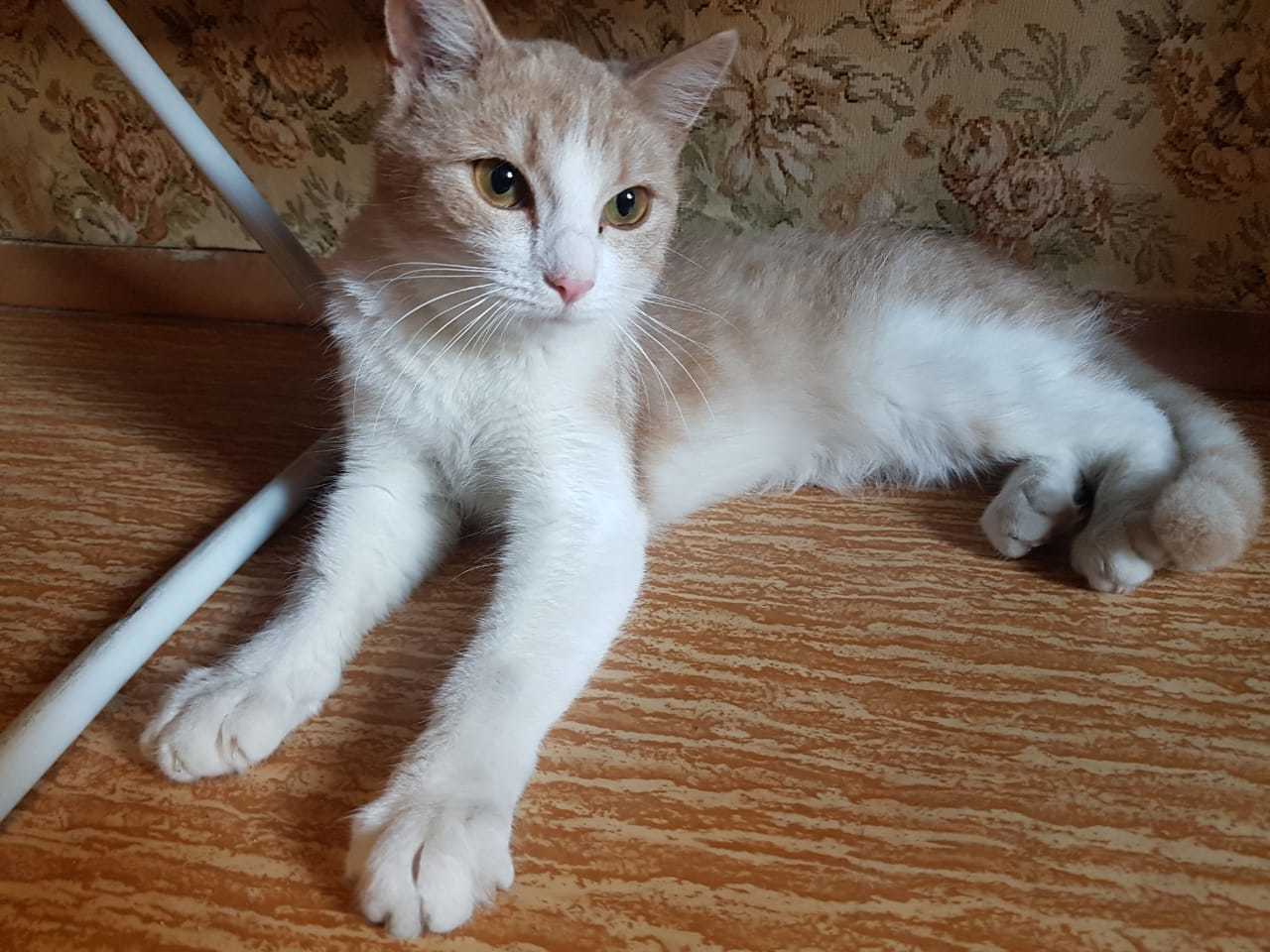 Young cat looking for a home - My, No rating, Help, cat, Saint Petersburg, In good hands, Video, Longpost