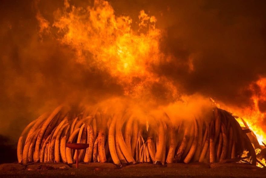 Burn, burn clearly, ivory, poacher! - Africa, Kenya, Ivory, Poachers