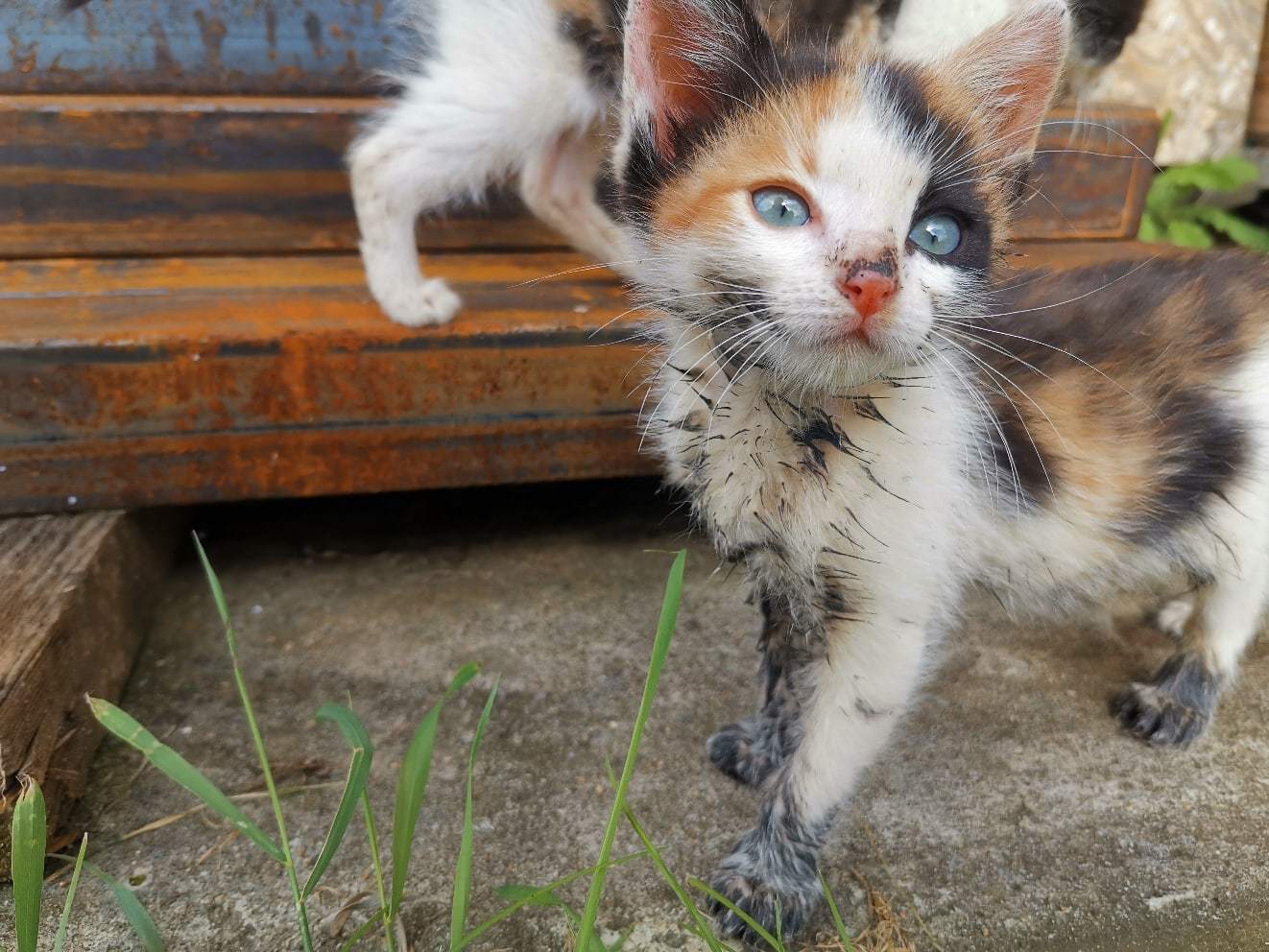 – Stay away from peat bogs - cat, Kittens, Got dirty