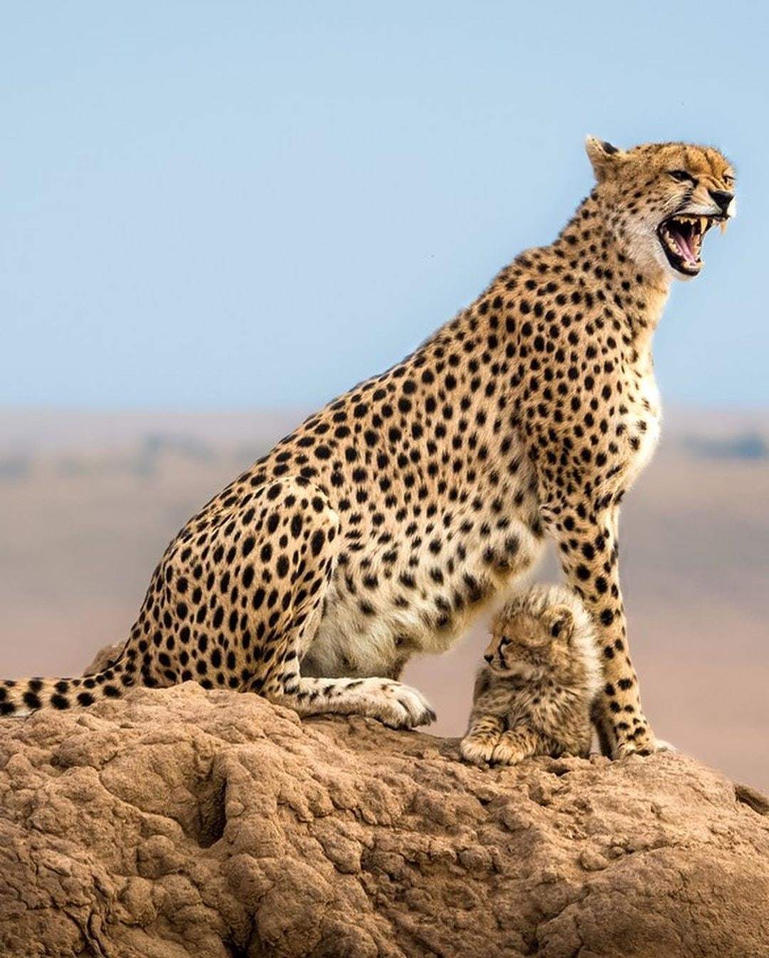 Posture and hairstyle)) - Wild animals, Cheetah, Longpost