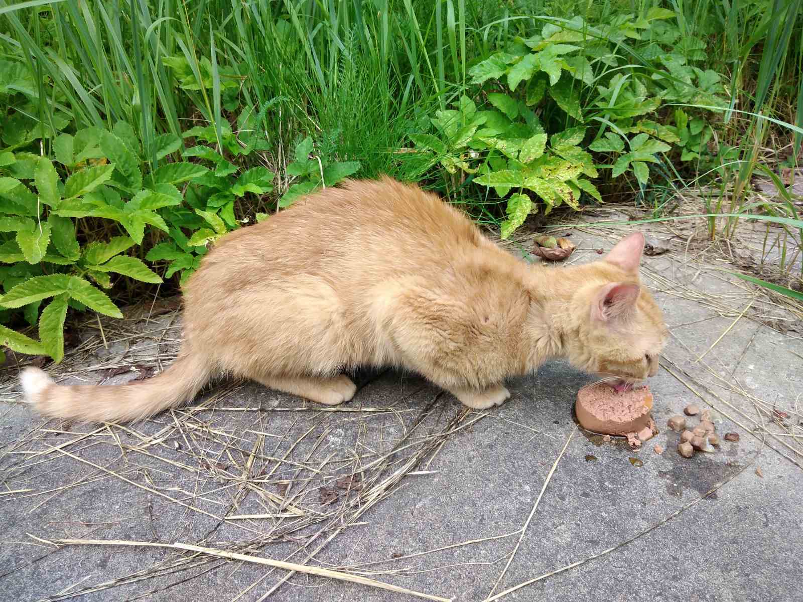 Red cat from Obolensk - My, Lost, cat, I will give, Longpost