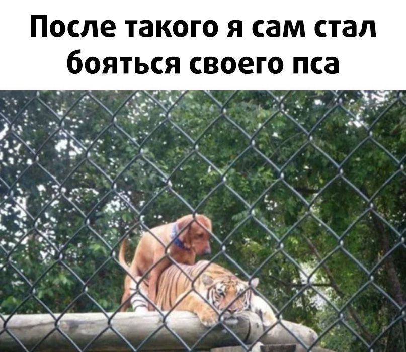 This is Love:) - Picture with text, Humor, Dog, Tiger, Big cats, Wild animals, Pets, Pairing