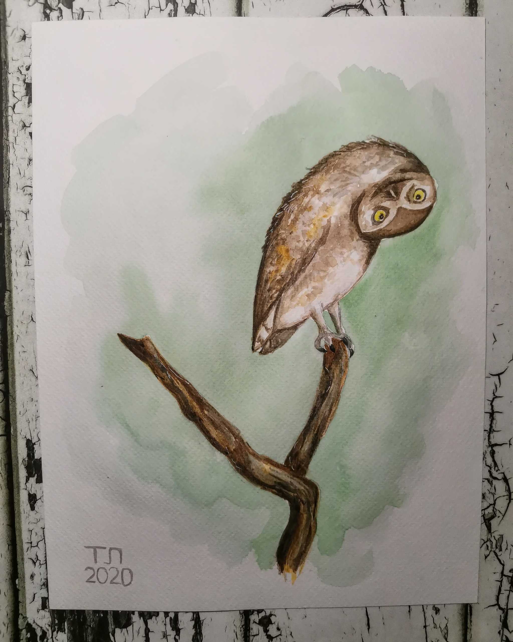 Owl - My, Watercolor, Learning to draw, Drawing, Owl