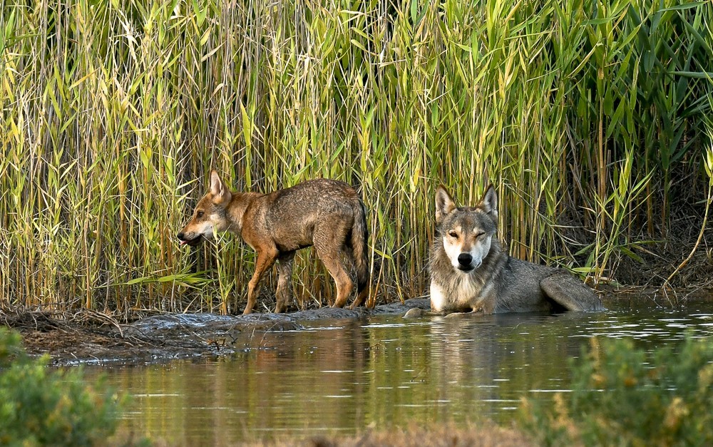 Reserve Stepnoy. Date with Wolves - Artur Murzakhanov, Reserves and sanctuaries, Wolf, Longpost