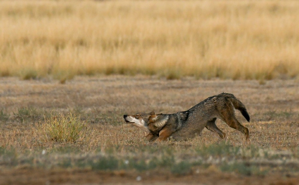 Reserve Stepnoy. Date with Wolves - Artur Murzakhanov, Reserves and sanctuaries, Wolf, Longpost