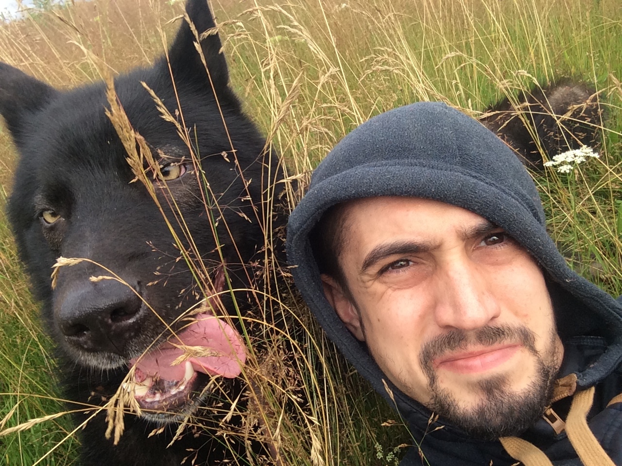 Russian Wolfhound - Suman - My, Wolf, Dog, Wolfhound, Wolfhund, Alaskan Malamute, Puppies, Video, Longpost