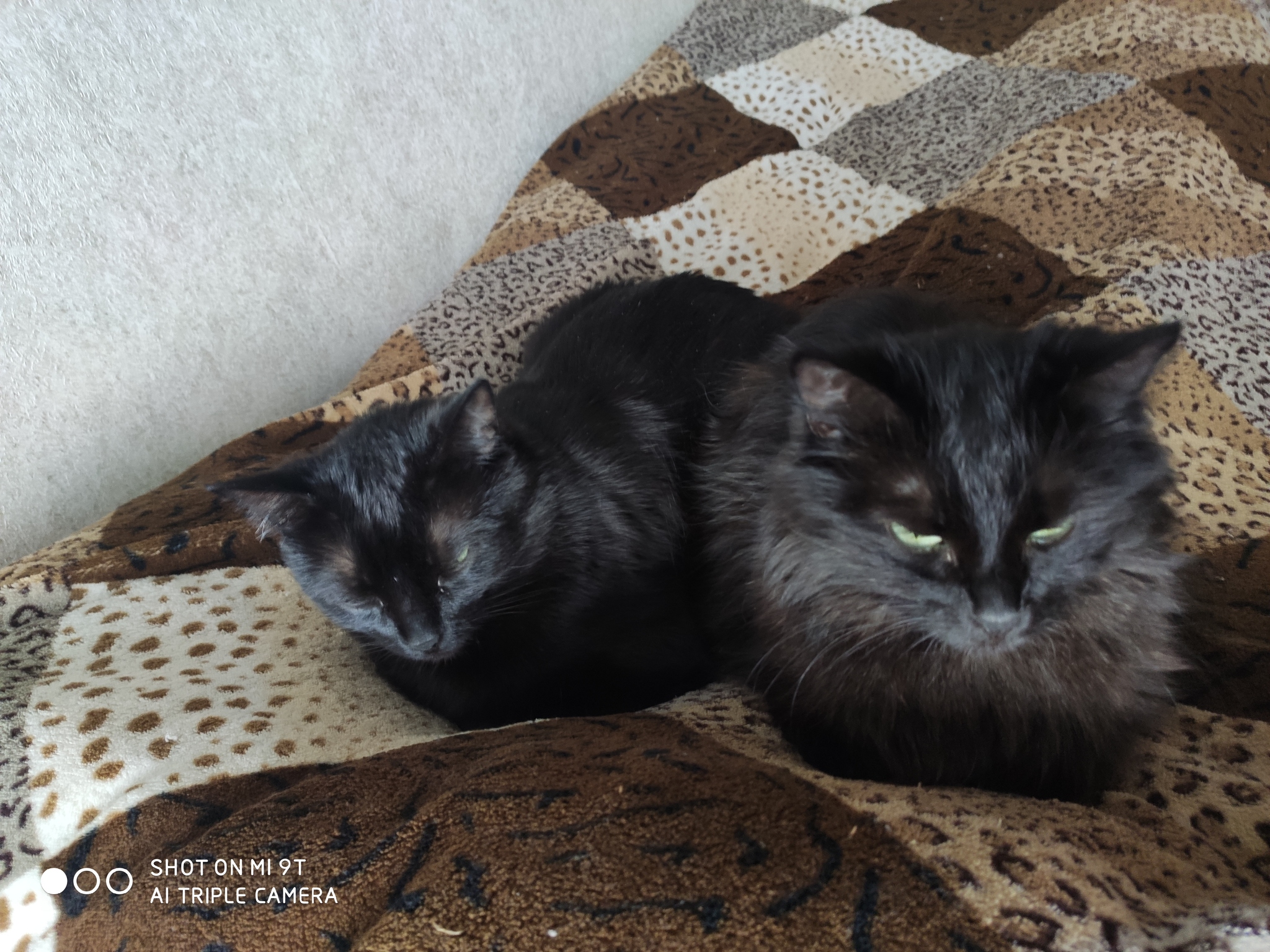 My kittens! - My, Relaxation, cat, Black cat, Pets, The photo