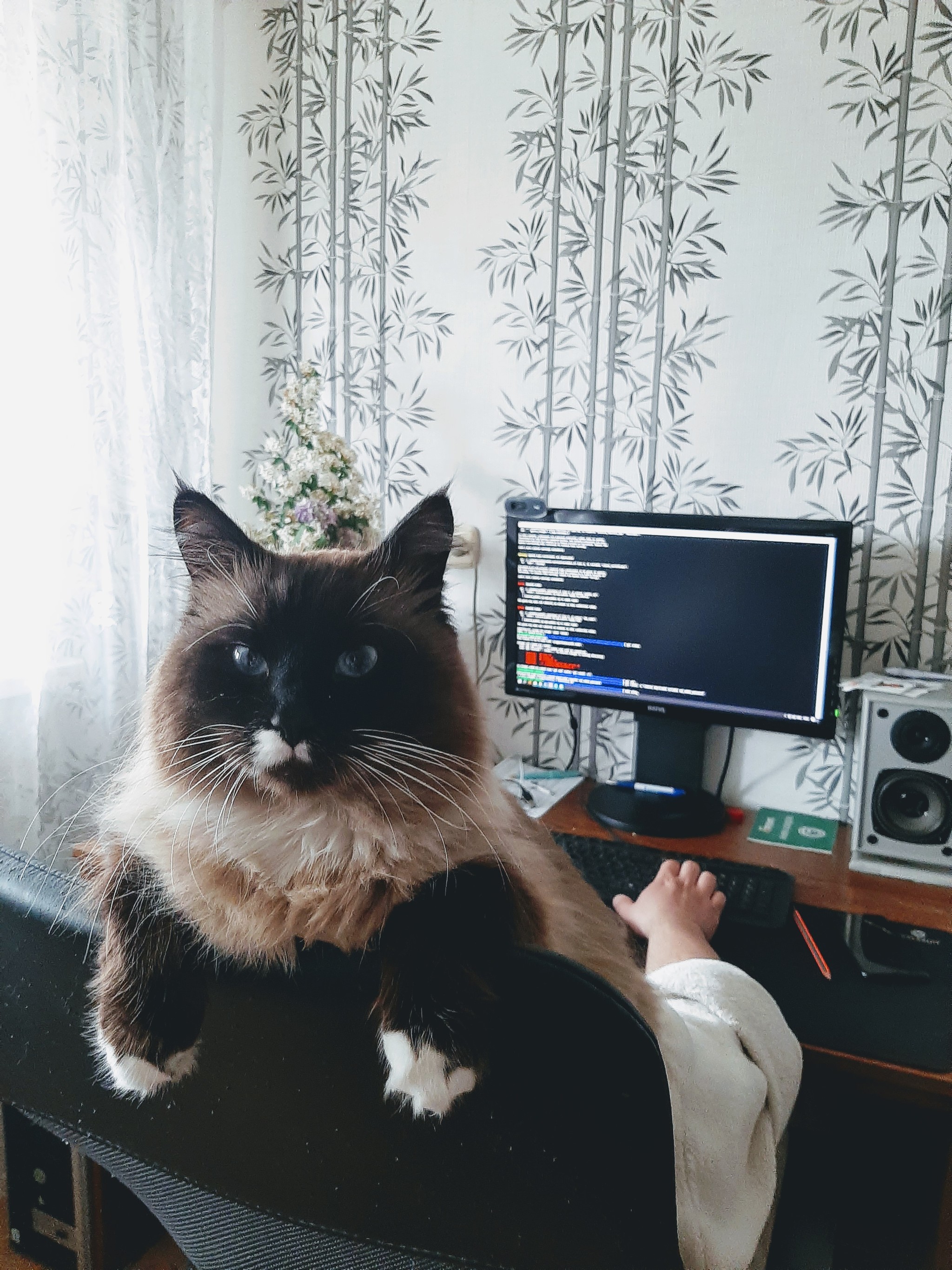 Occupational Safety and Health) - My, cat, Remote work, Quarantine