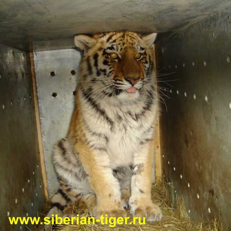 Amur tigers: when cubs suffer - My, Tiger, Animals, Wild animals, Longpost, Life stories, cat